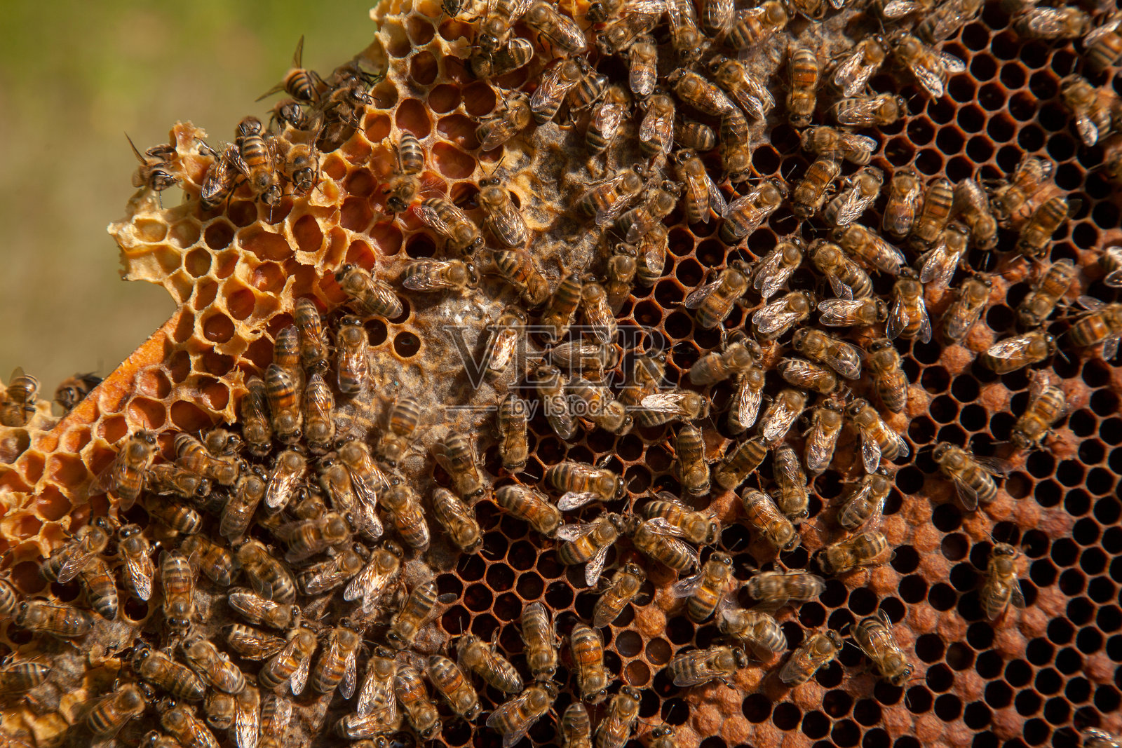 在蜂巢上工作的蜜蜂。蜜蜂在蜂房内,为它们的幼蜂提供密封和开放的蜂房。照片摄影图片