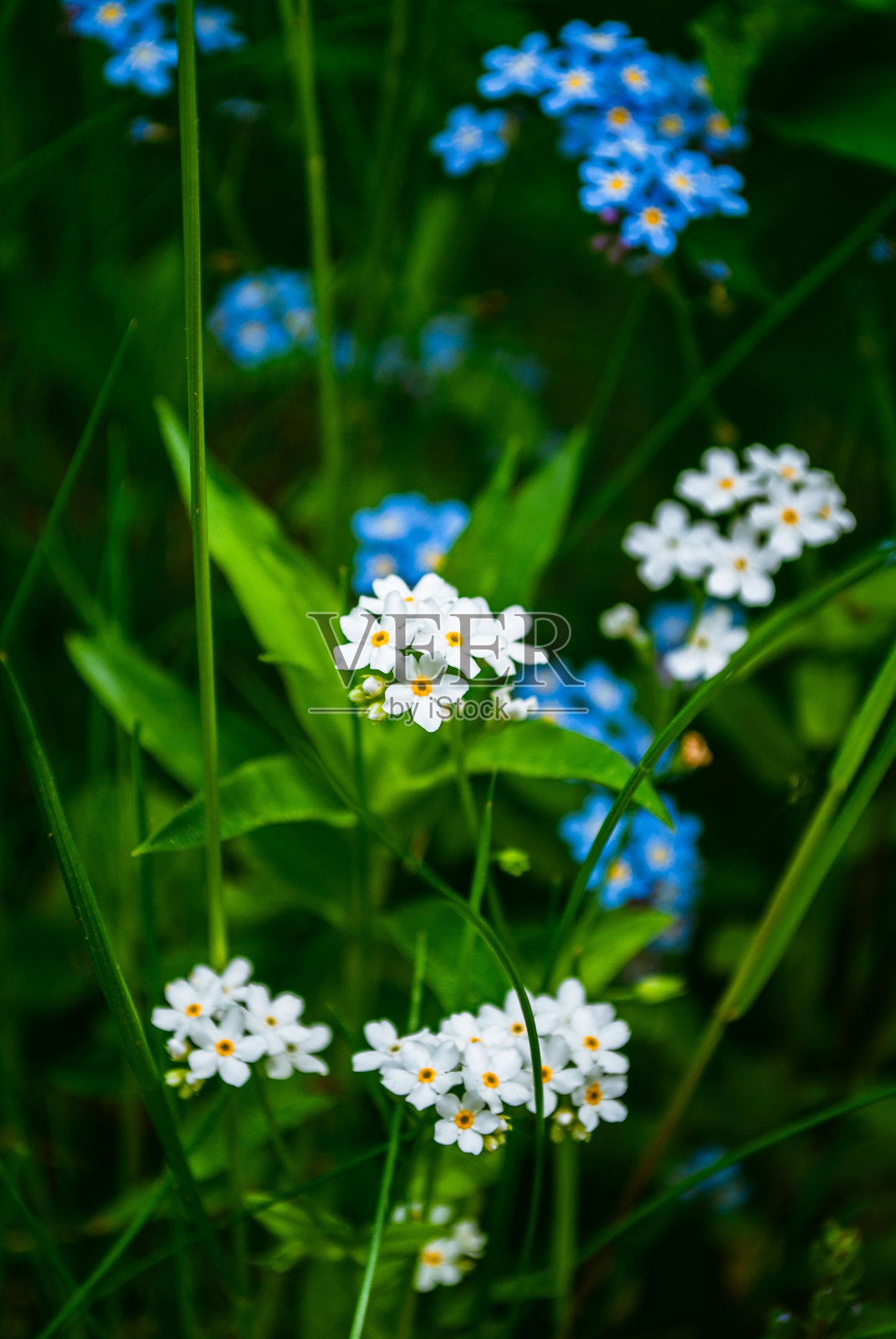 特写的水勿忘我花在绿色的草地背景,垂直拍摄照片摄影图片