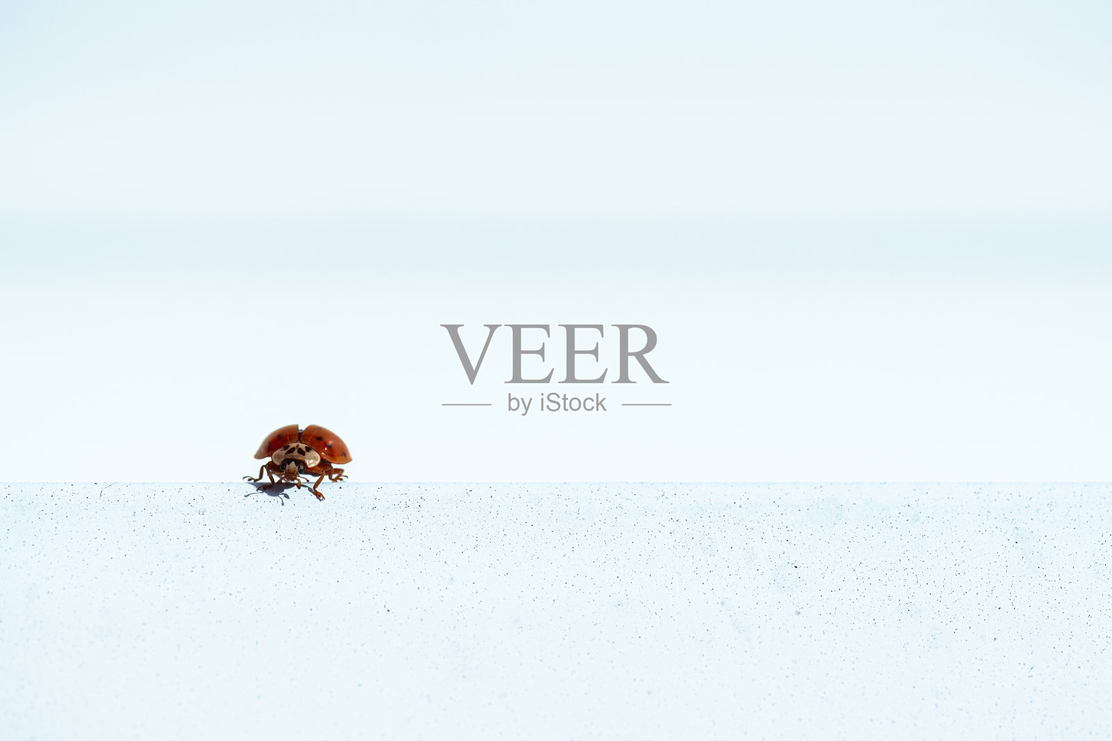 一只小漂亮的鸟夫人停留在蓝灰色的石头水平边界。概念照片摄影图片