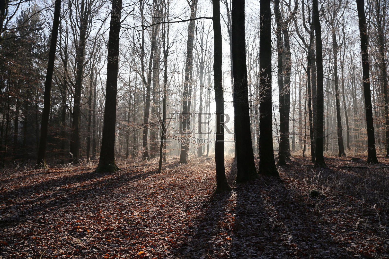 秋天森林景观的灰色风景照片摄影图片