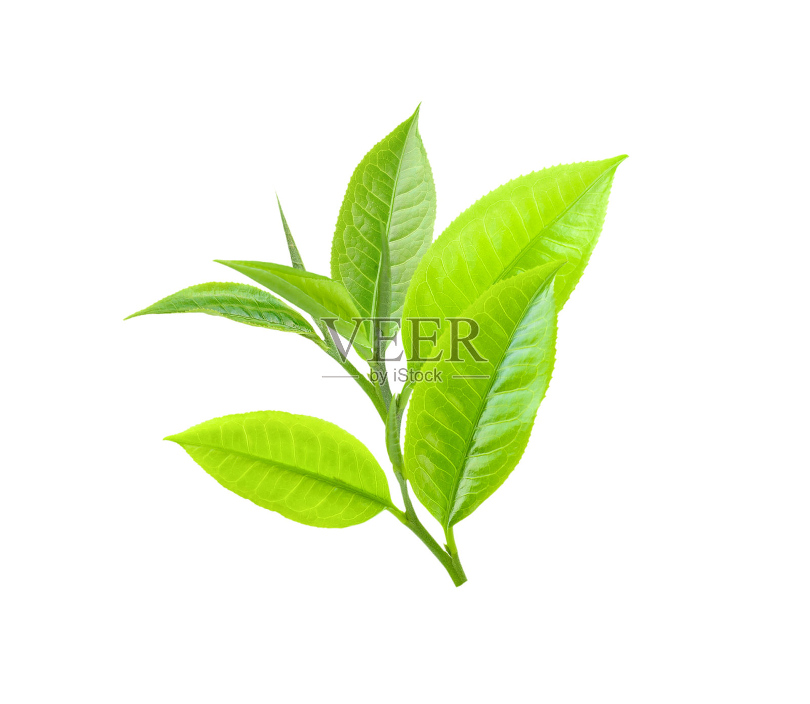 茶叶孤立在白色上照片摄影图片