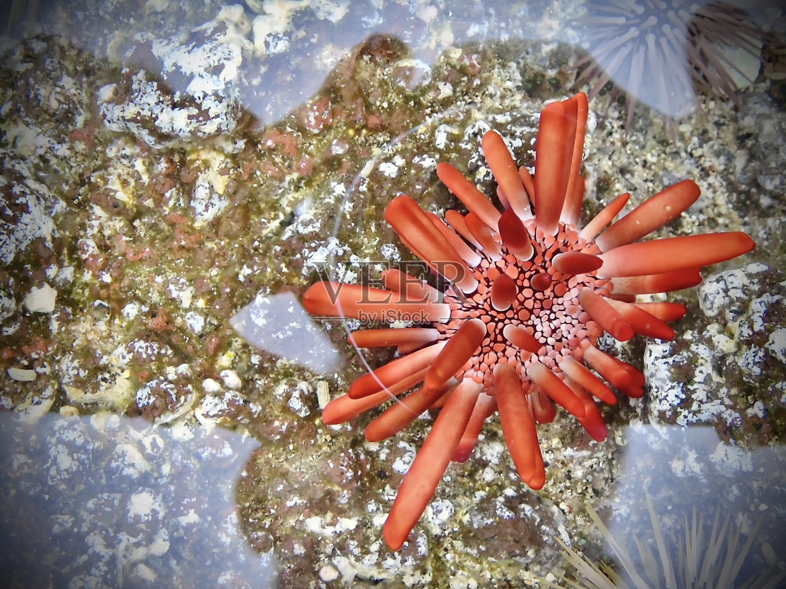 夏威夷毛伊岛上的一只红石板铅笔海胆(异ocentrotus mamillatus)。照片摄影图片