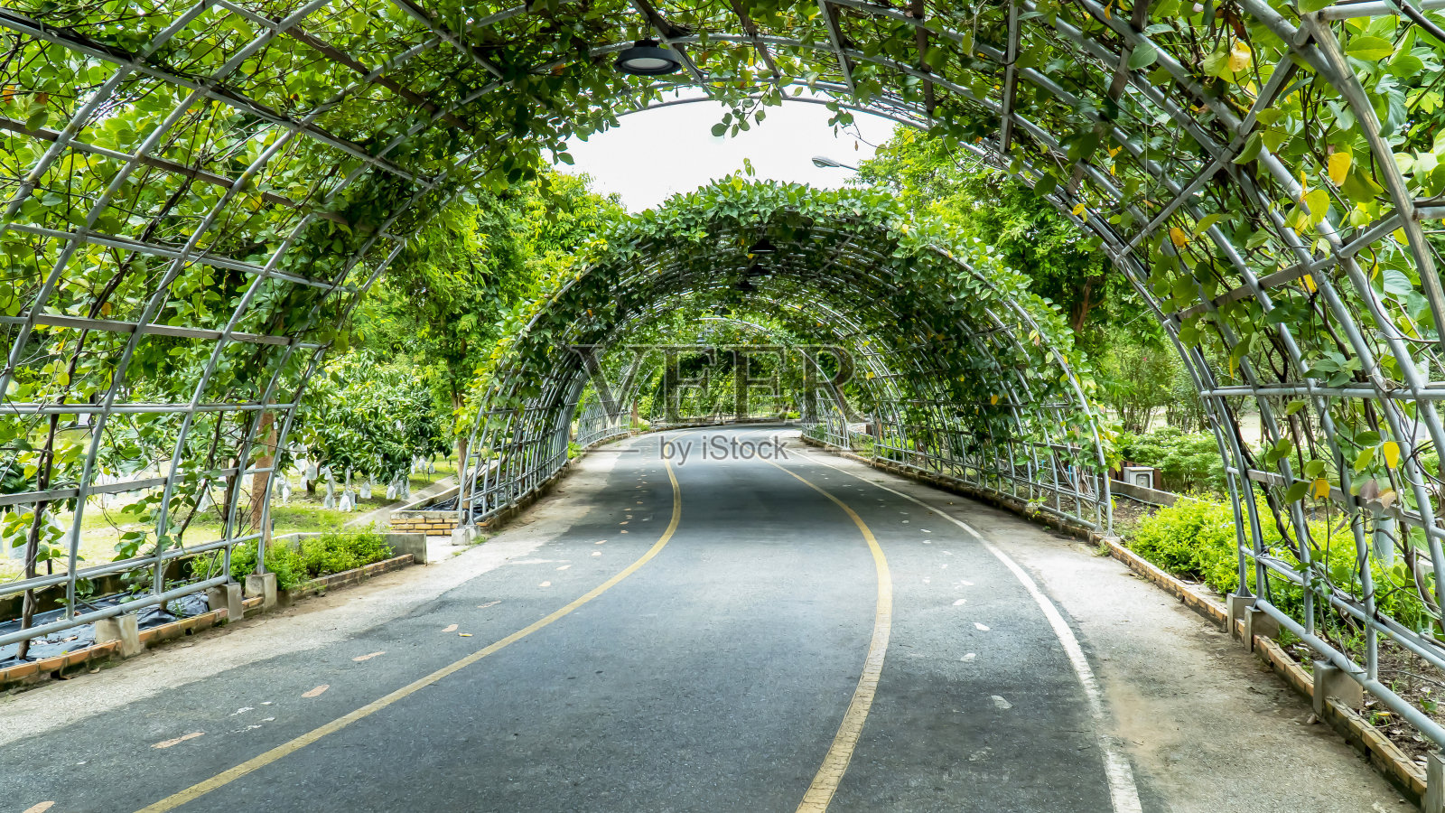 隧道道与圆形常青藤金属藤架在公园内。隧道街与花园中的弧形钢凉亭。照片摄影图片