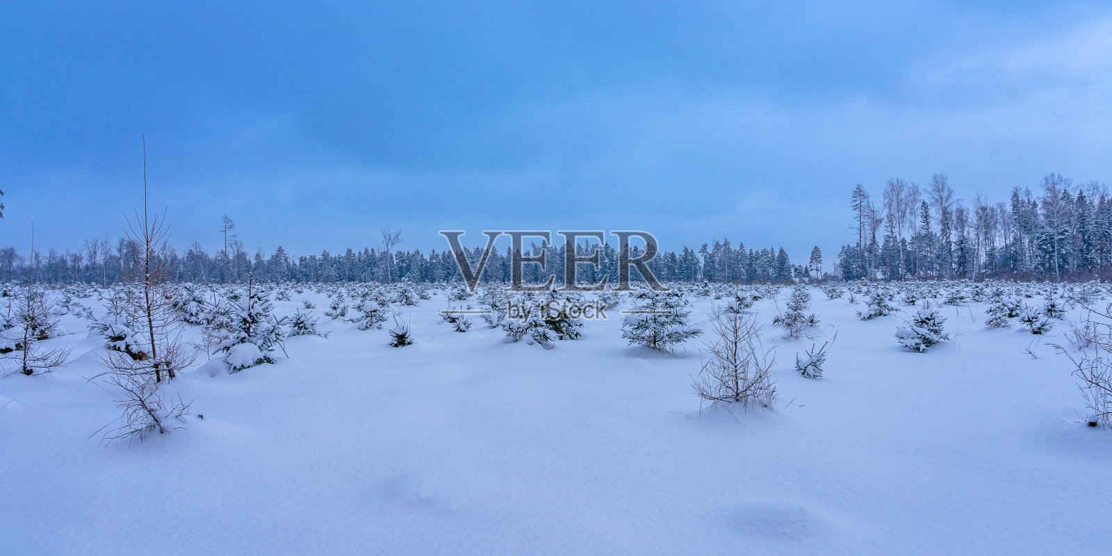冬雪中新种植的幼松林。植树造林的概念照片摄影图片