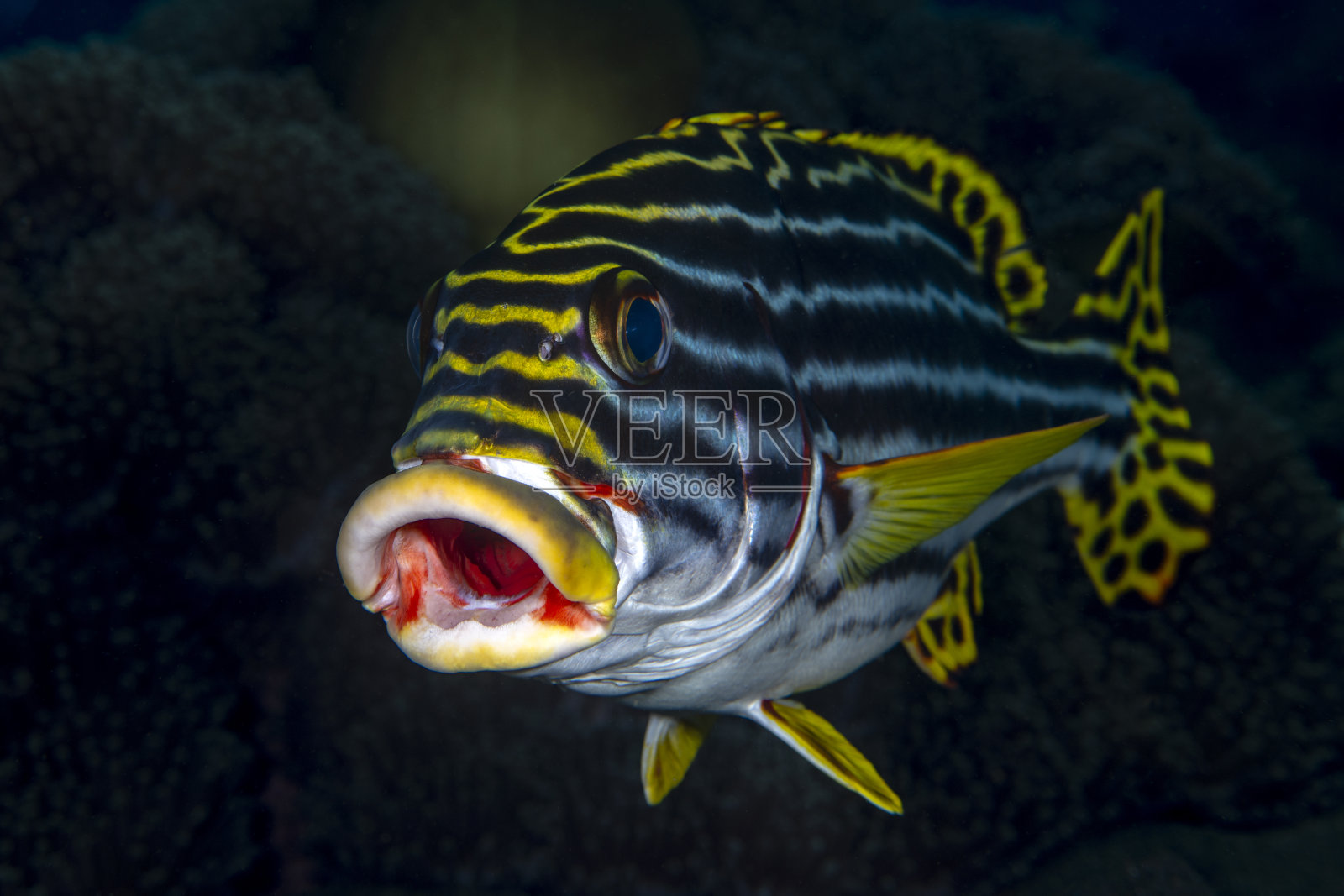 热带鱼照片摄影图片