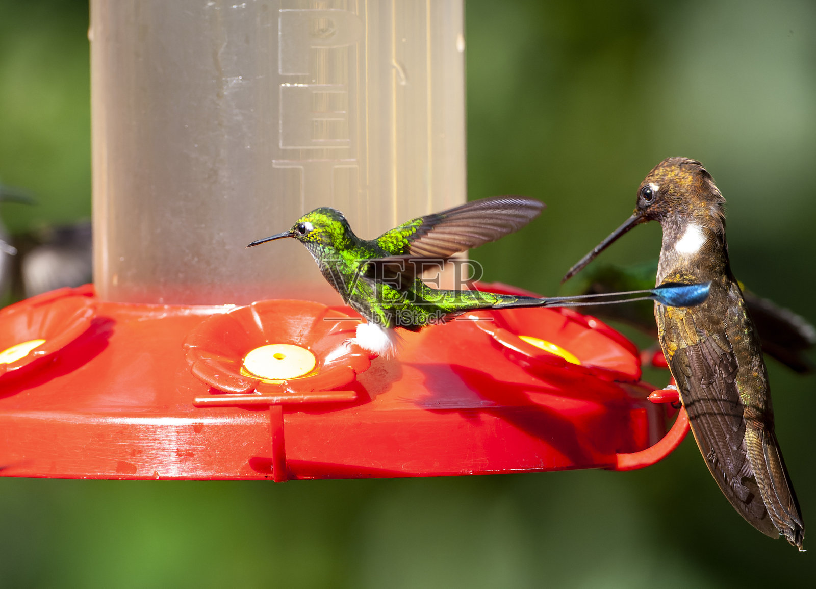 厄瓜多尔的白靴球拍尾鱼(Ocreatus underwoodii melanantherus)。照片摄影图片