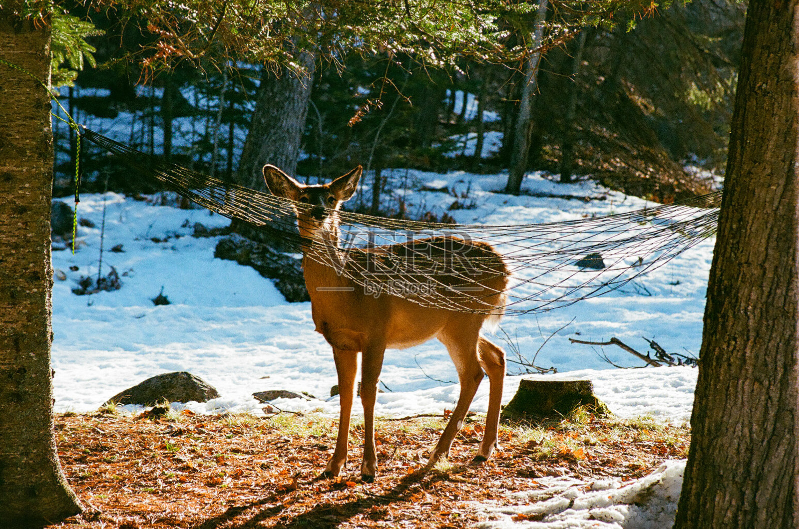 冬天的森林里,一只鹿在两棵树和一张吊床之间盯着相机照片摄影图片