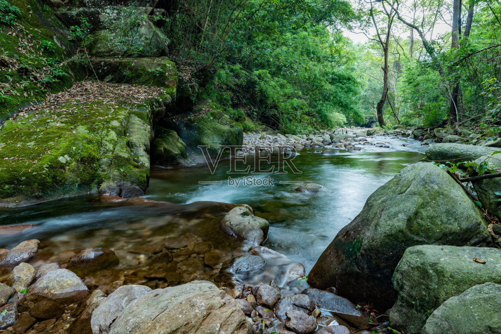 森林中的小溪照片摄影图片