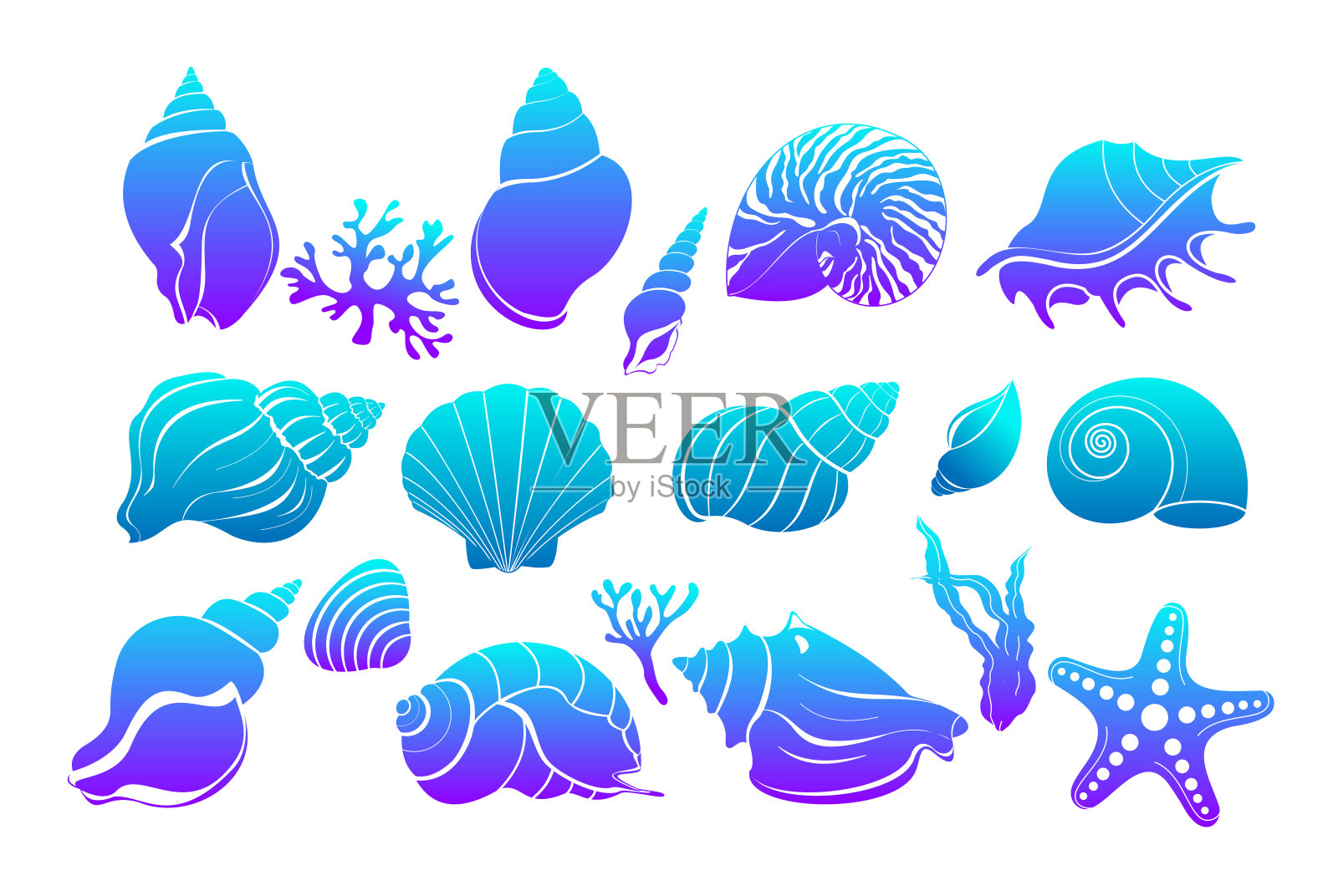 一套彩色的贝壳,藻类和海星插画图片素材