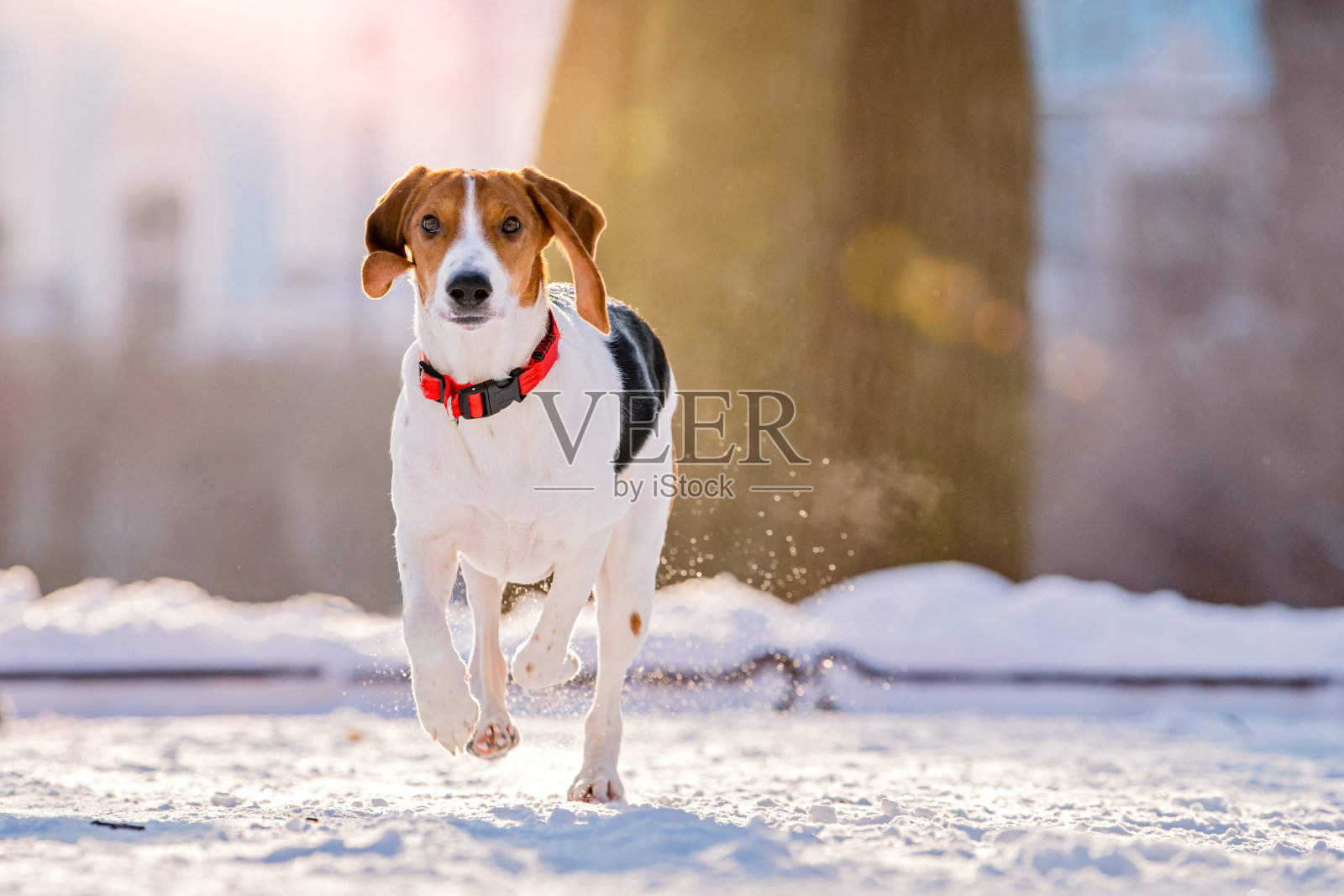冬天公园里,美国比格犬在雪中奔跑的肖像照片摄影图片