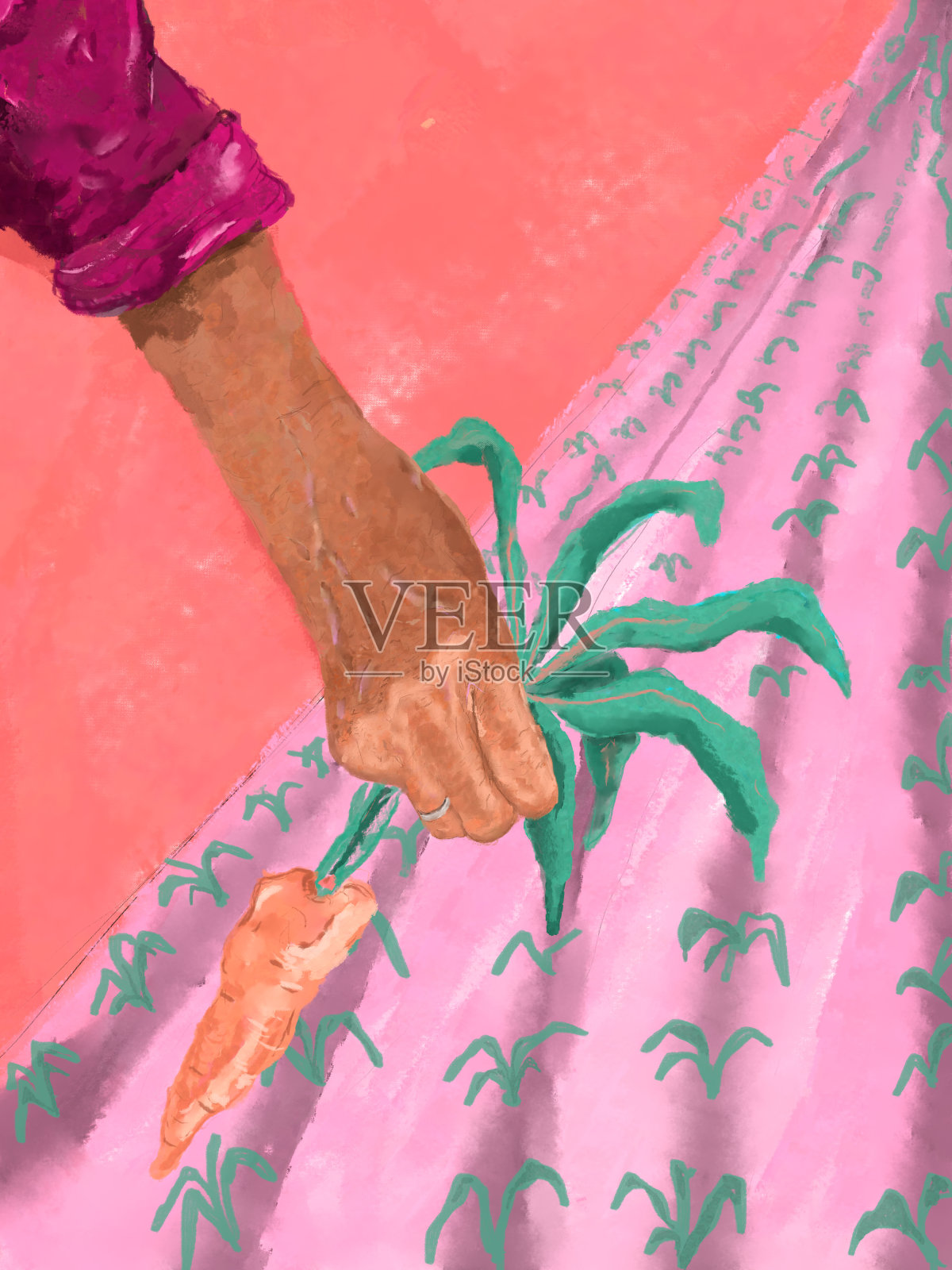 一位老妇人在农场采摘新鲜有机蔬菜的特写镜头。自我可持续的有机食品概念。插画图片素材