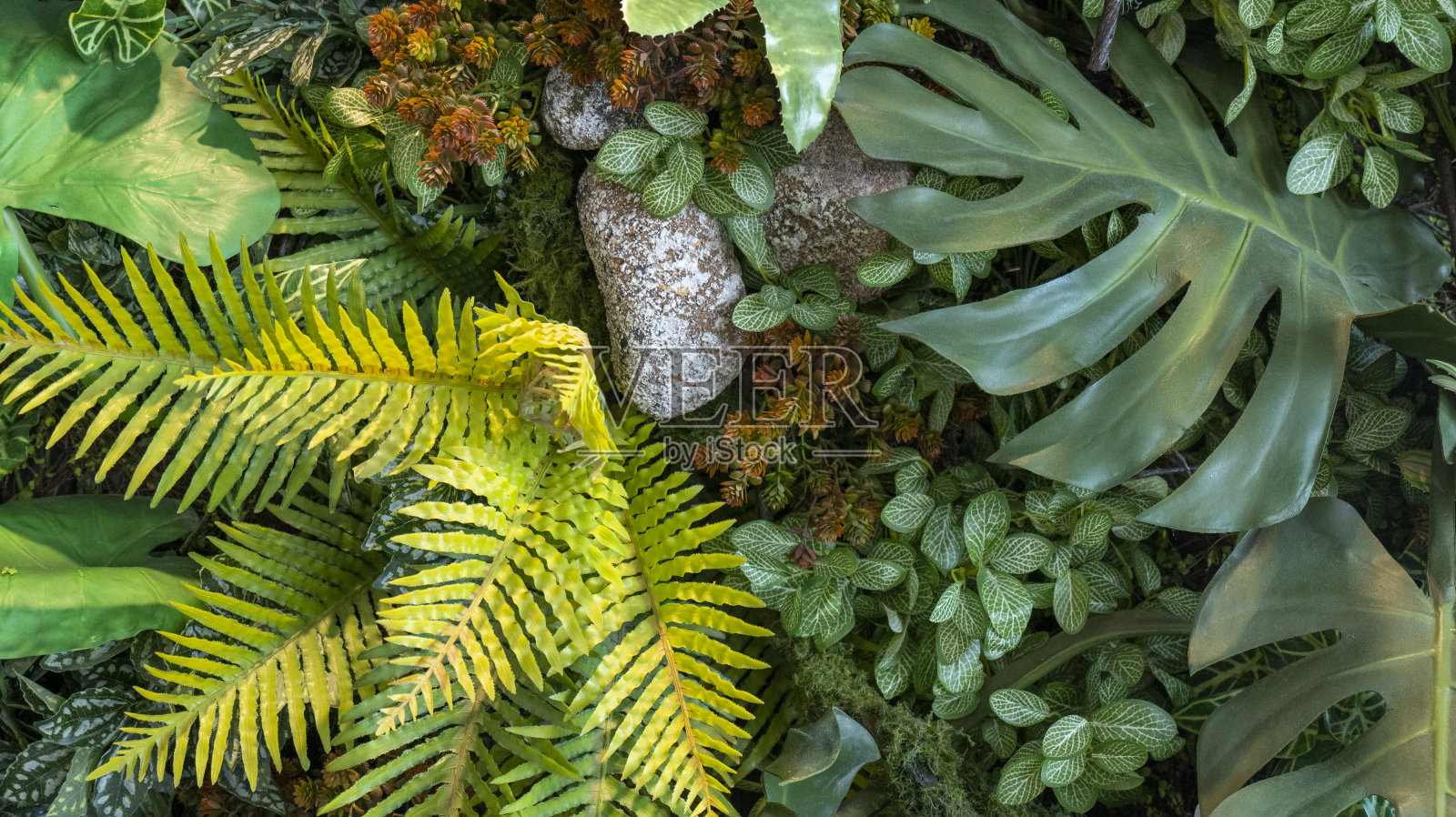 叶墙背景照片摄影图片