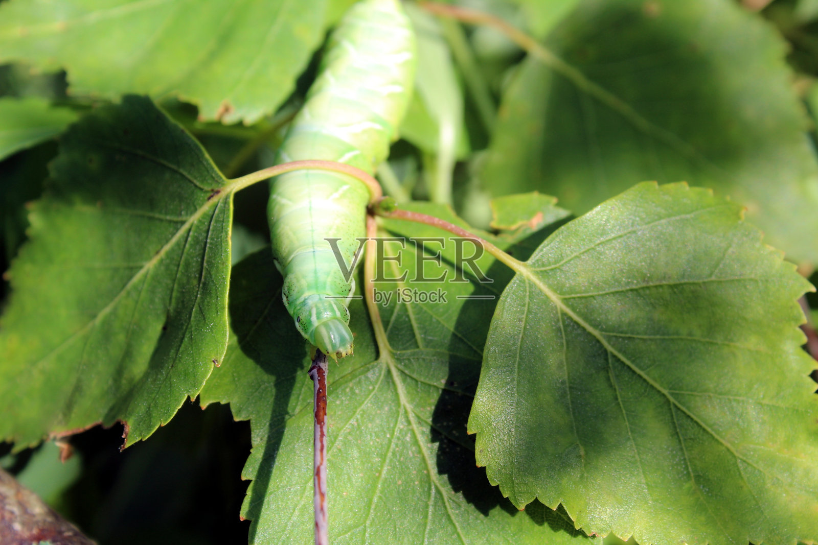 夏天的一天,一只肥胖的绿色毛虫沿着树枝爬行。照片摄影图片