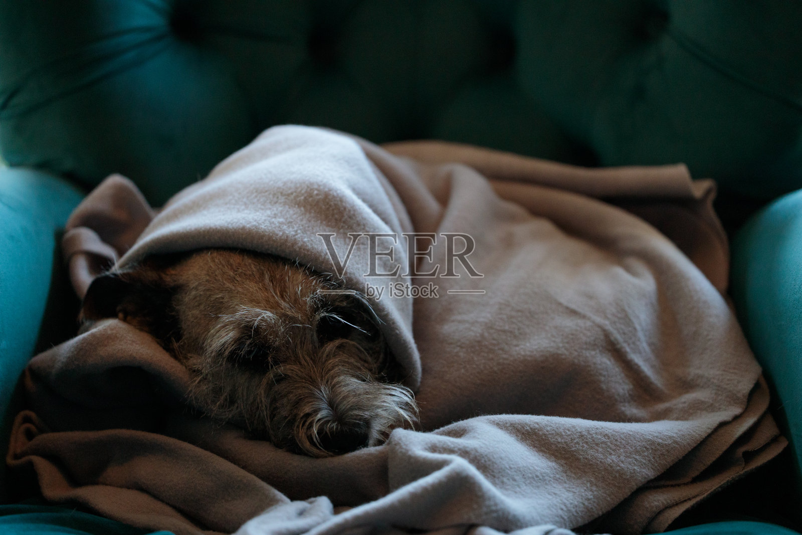 由于通货膨胀、战争和能源危机,私人家庭的燃气费用不断上升。小狗在扶手椅上的毯子下面。照片摄影图片