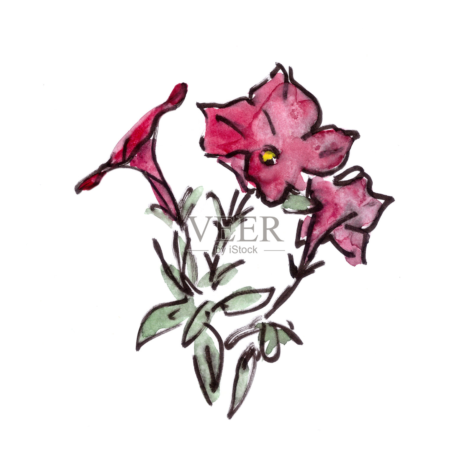 盛开的矮牵牛花,白色背景上孤立的水彩植物素描。插画图片素材