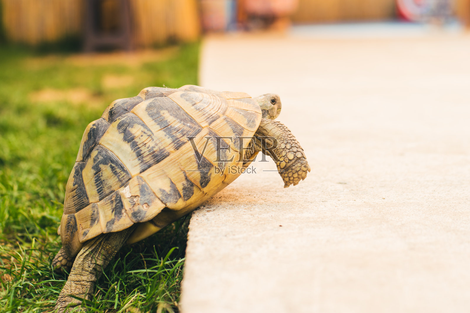 花园里的乌龟库存照片照片摄影图片