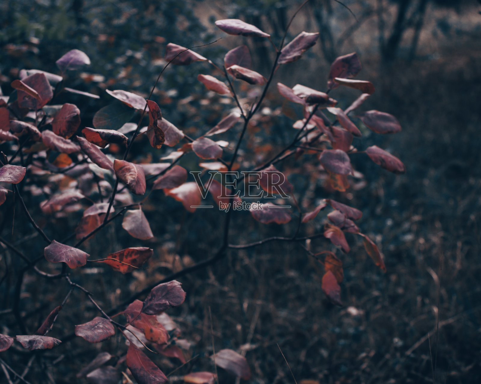 秋天的落叶照片摄影图片