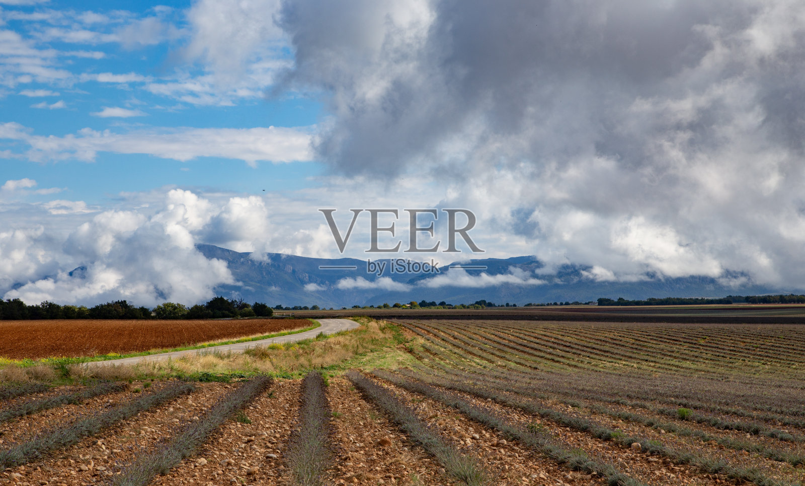 收获后的薰衣草田照片摄影图片