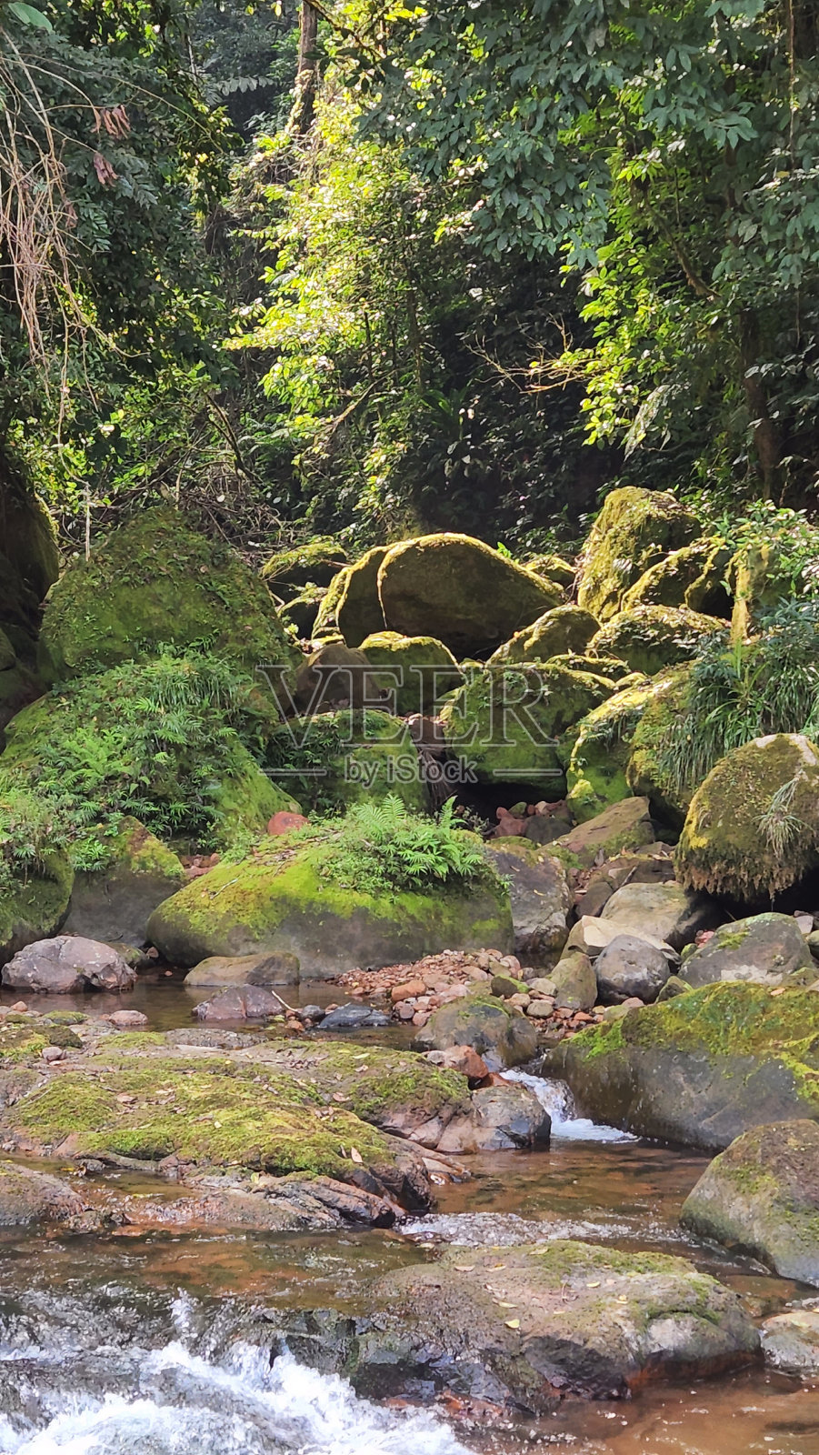 亚马逊丛林照片摄影图片