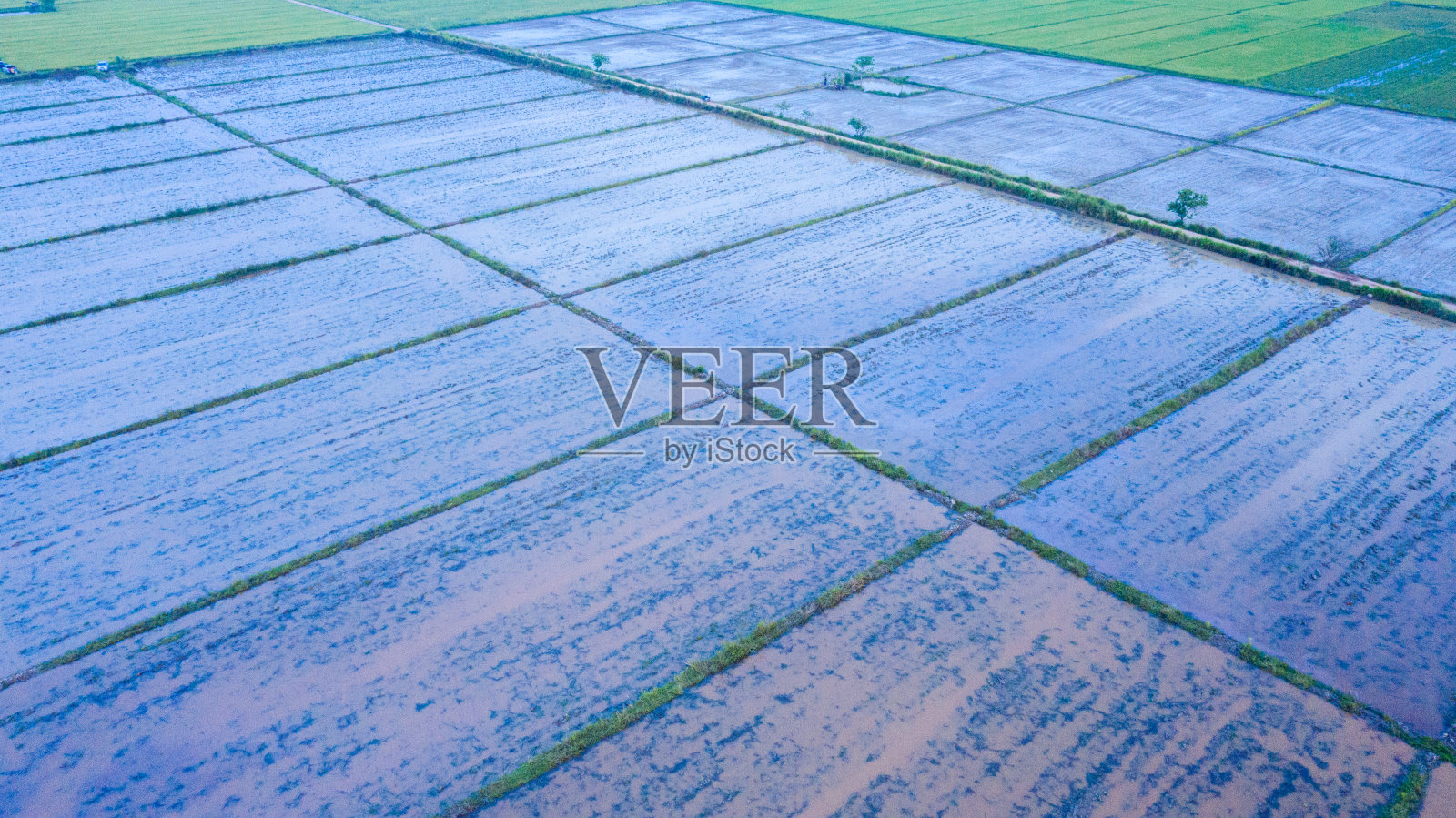 在泰国,梯田水与绿色大米照片摄影图片