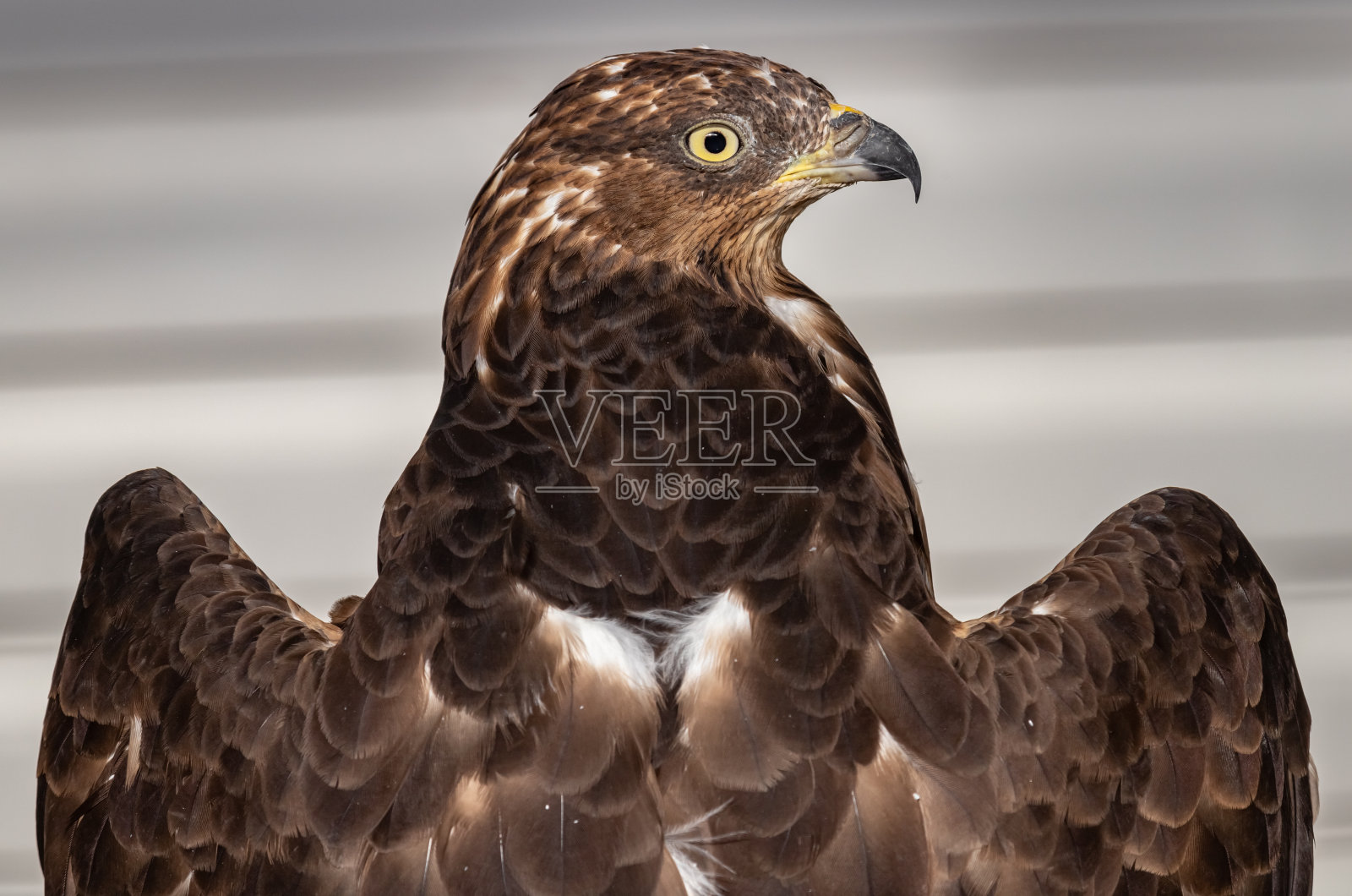 吃黄蜂的猛禽。Pernis apivorus。照片摄影图片