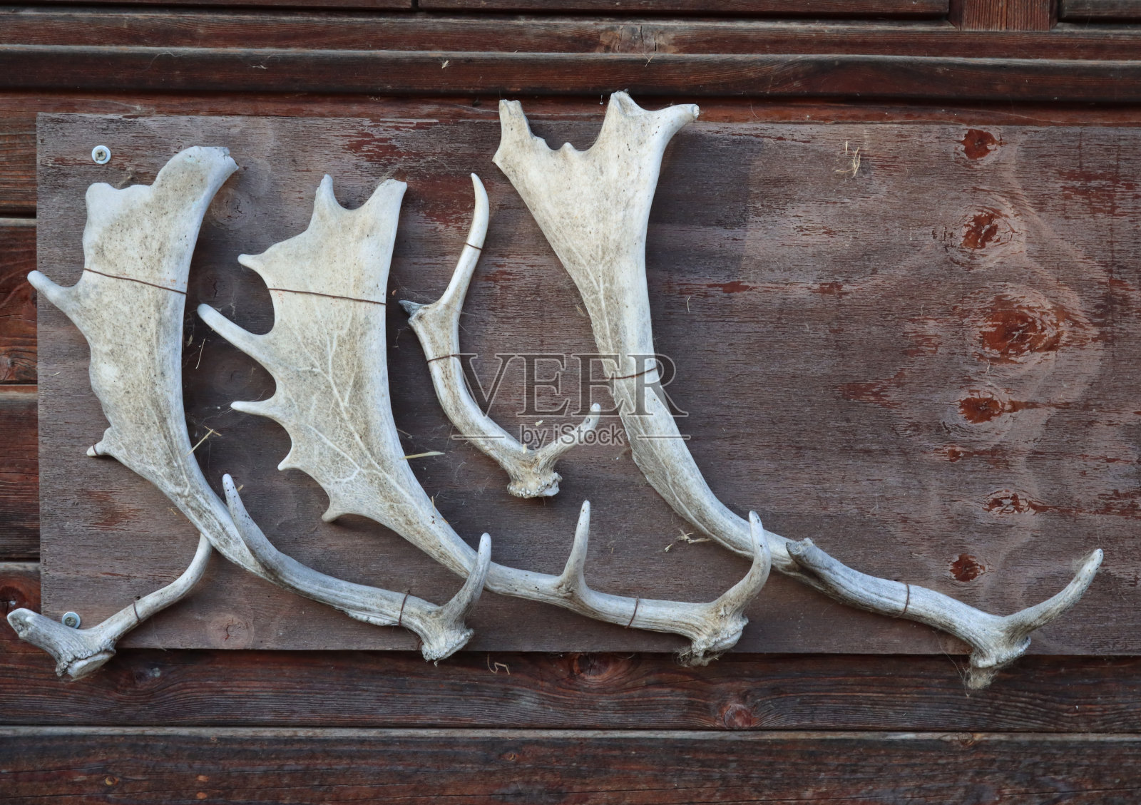 在哺乳动物鹿轴上暴露的角照片摄影图片