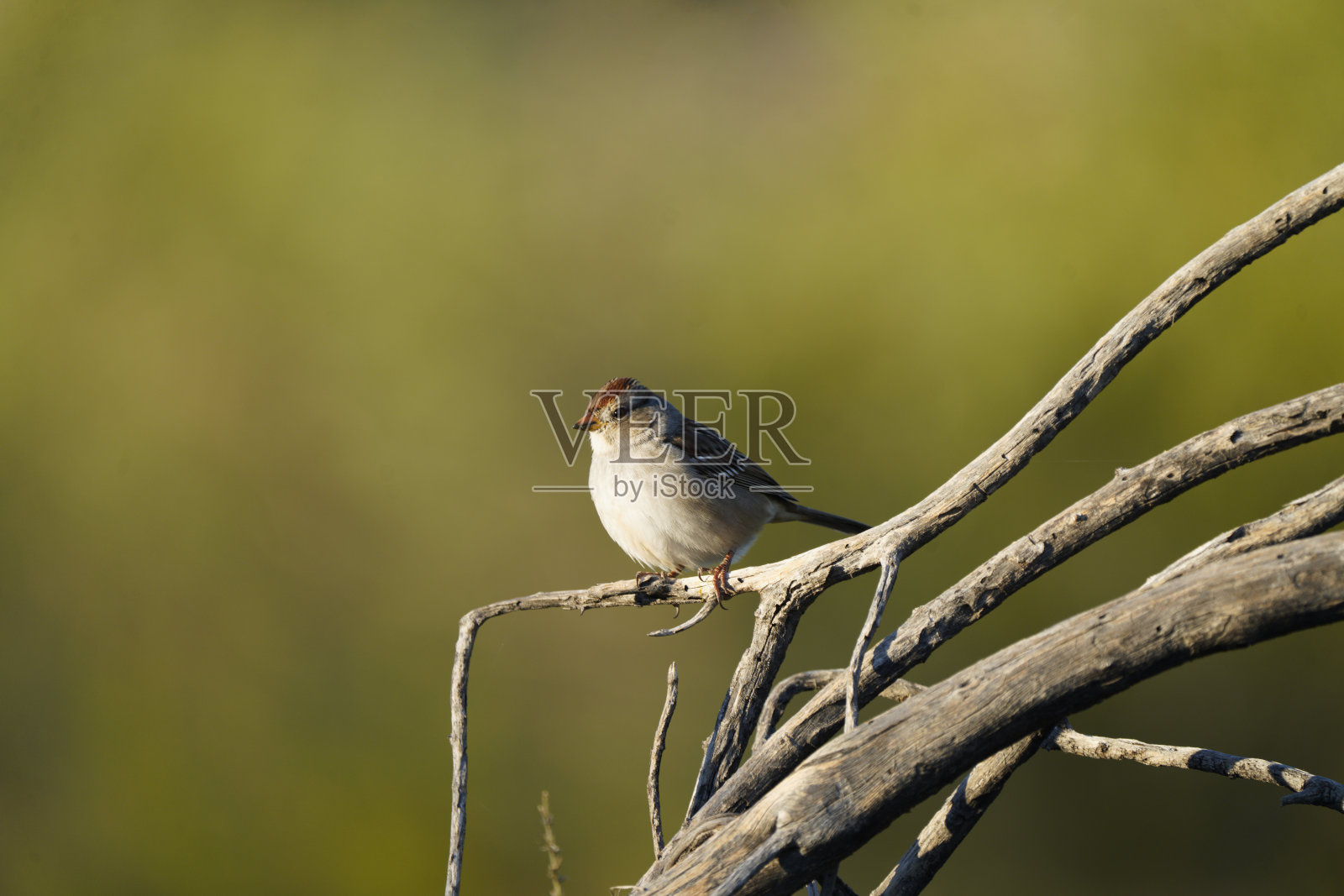 白冠麻雀摆姿势照片摄影图片