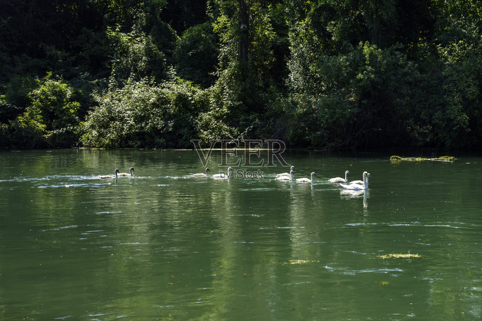 特雷维索附近斯乐河中的天鹅家族照片摄影图片