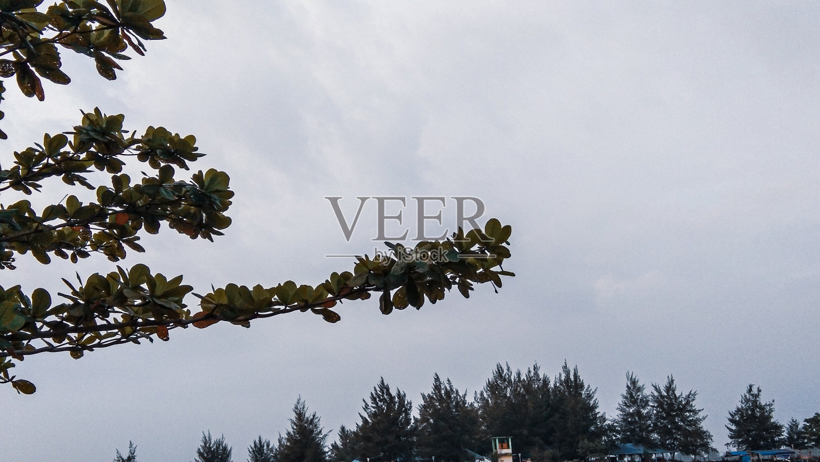 植物蜥蜴照片摄影图片