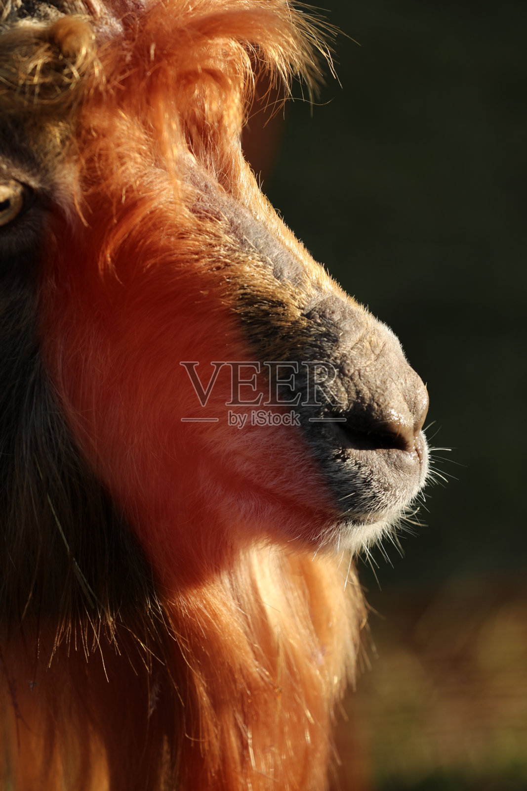 一只山羊站在草地上照片摄影图片