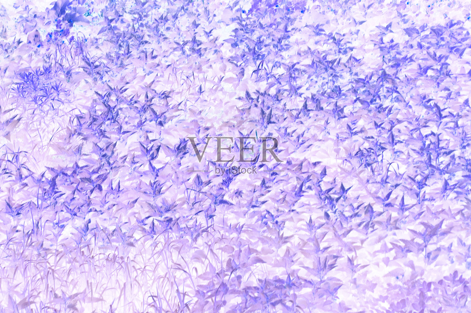 紫色抽象树叶图案背景。照片摄影图片