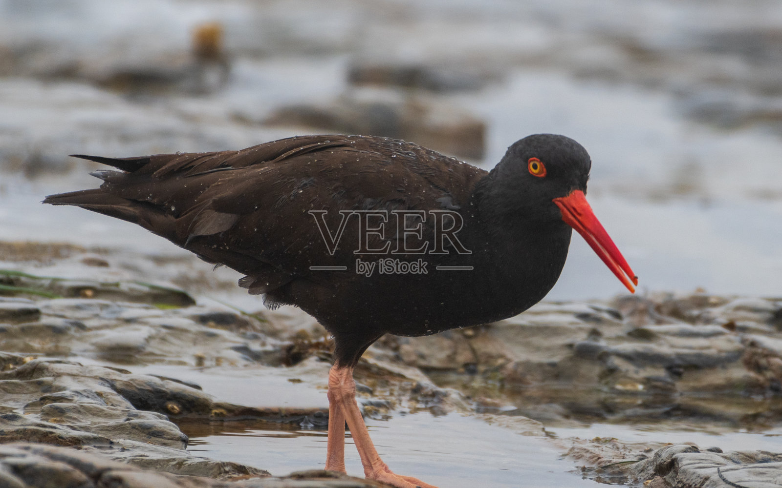寻找食物的黑牡蛎捕手照片摄影图片