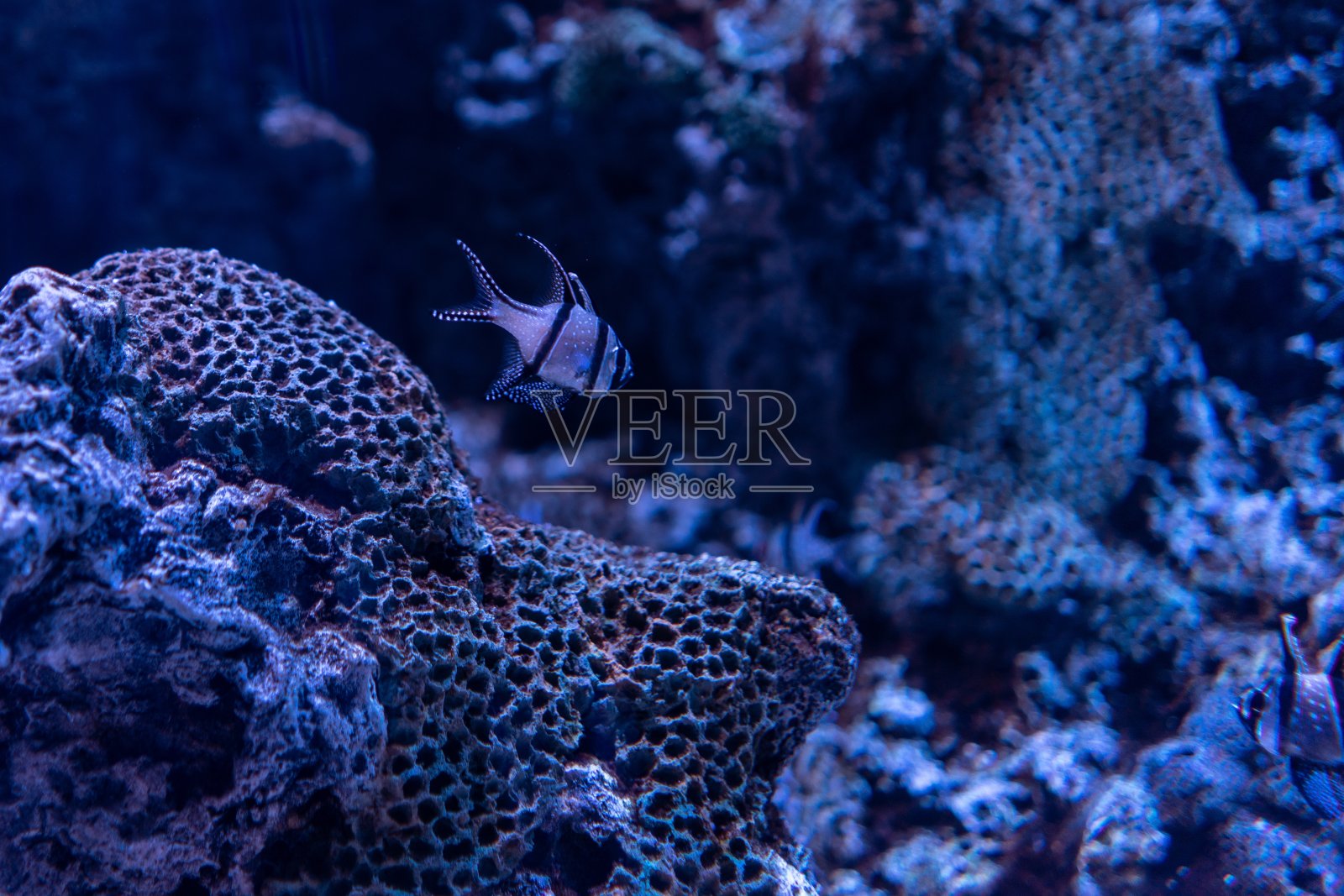 清澈湛蓝的海洋下珊瑚和鱼类的美丽照片照片摄影图片