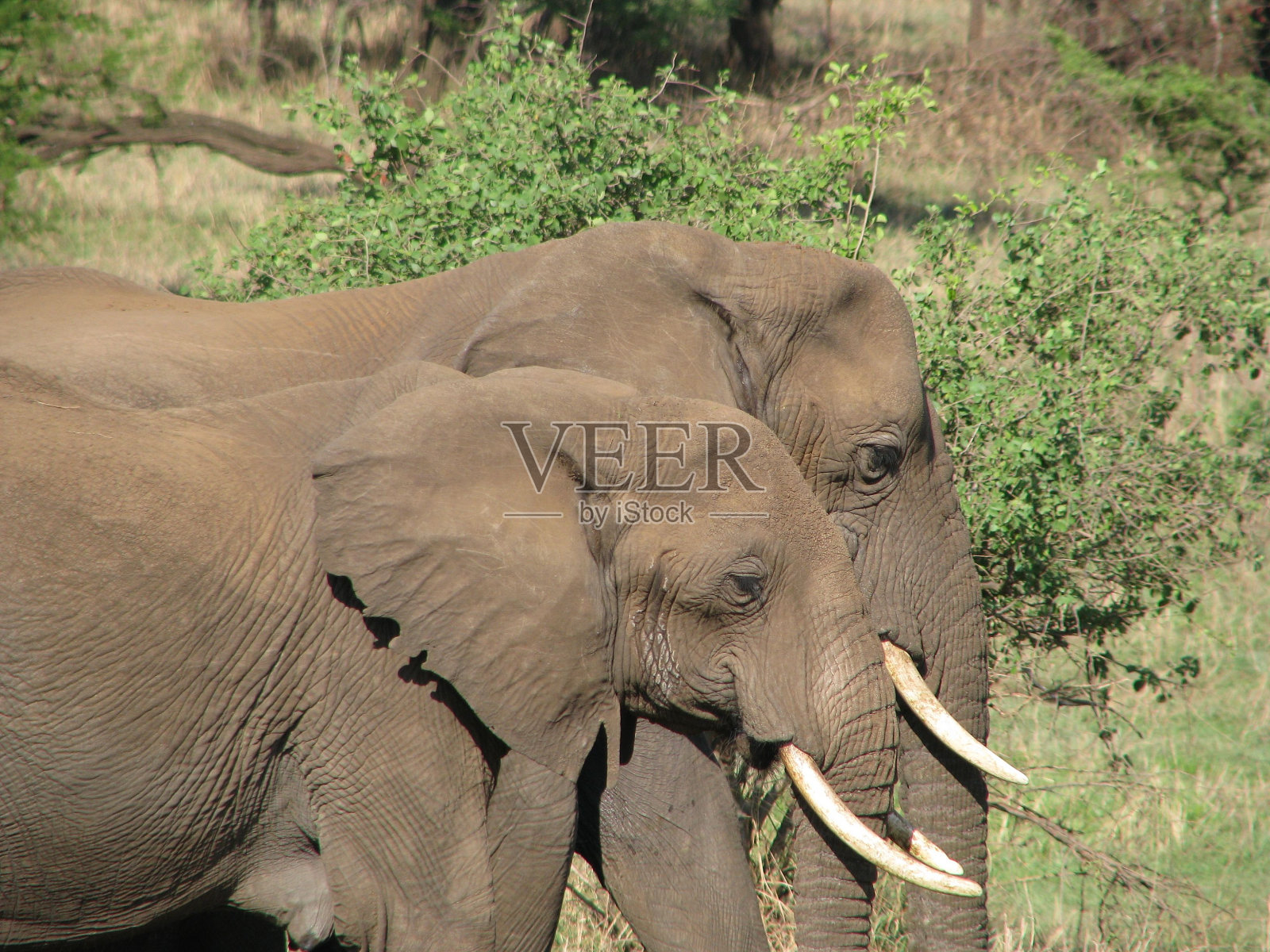 非洲坦桑尼亚两头大象的特写镜头照片摄影图片