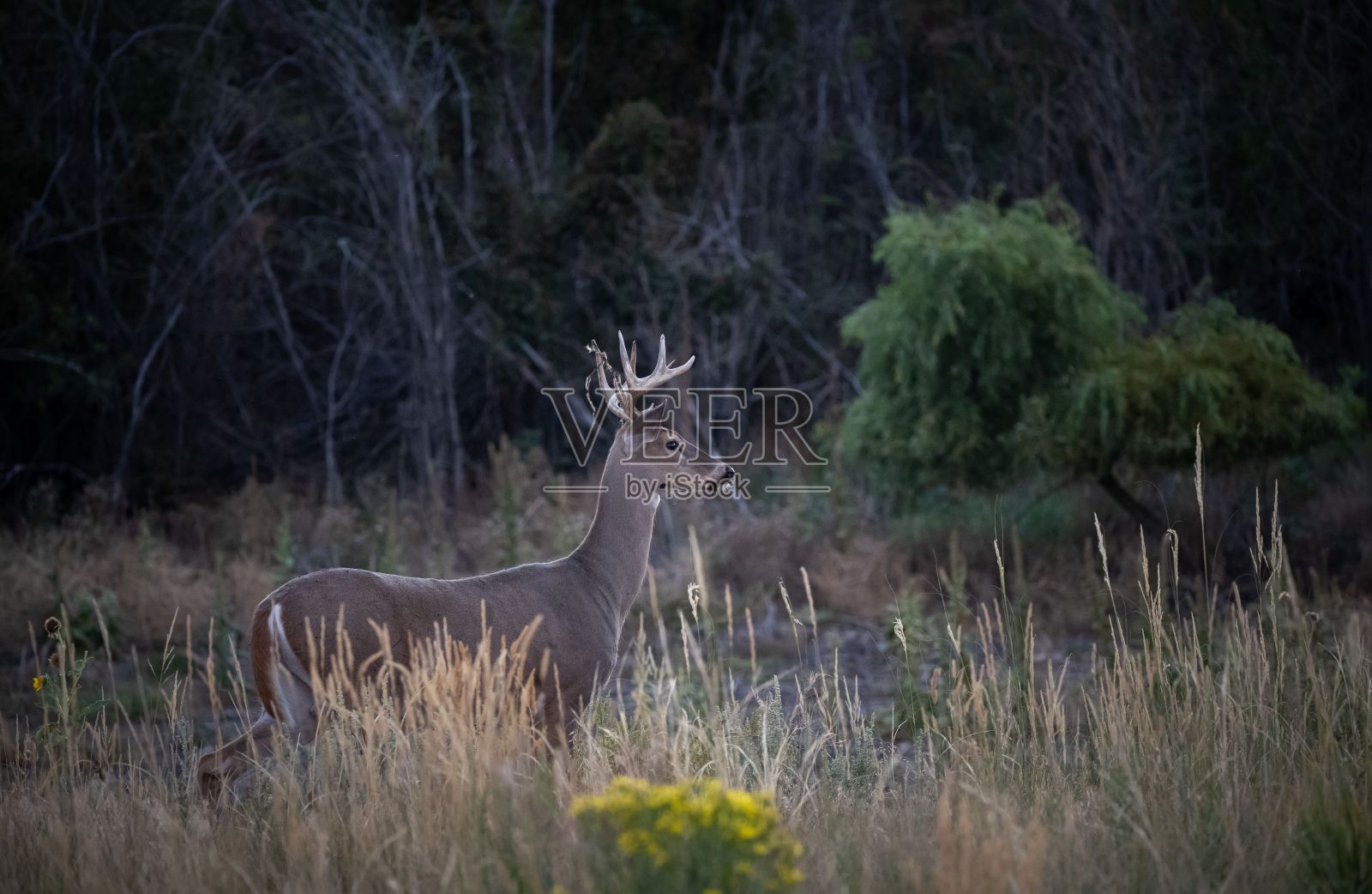 草地上的白尾鹿的选择性聚焦镜头照片摄影图片