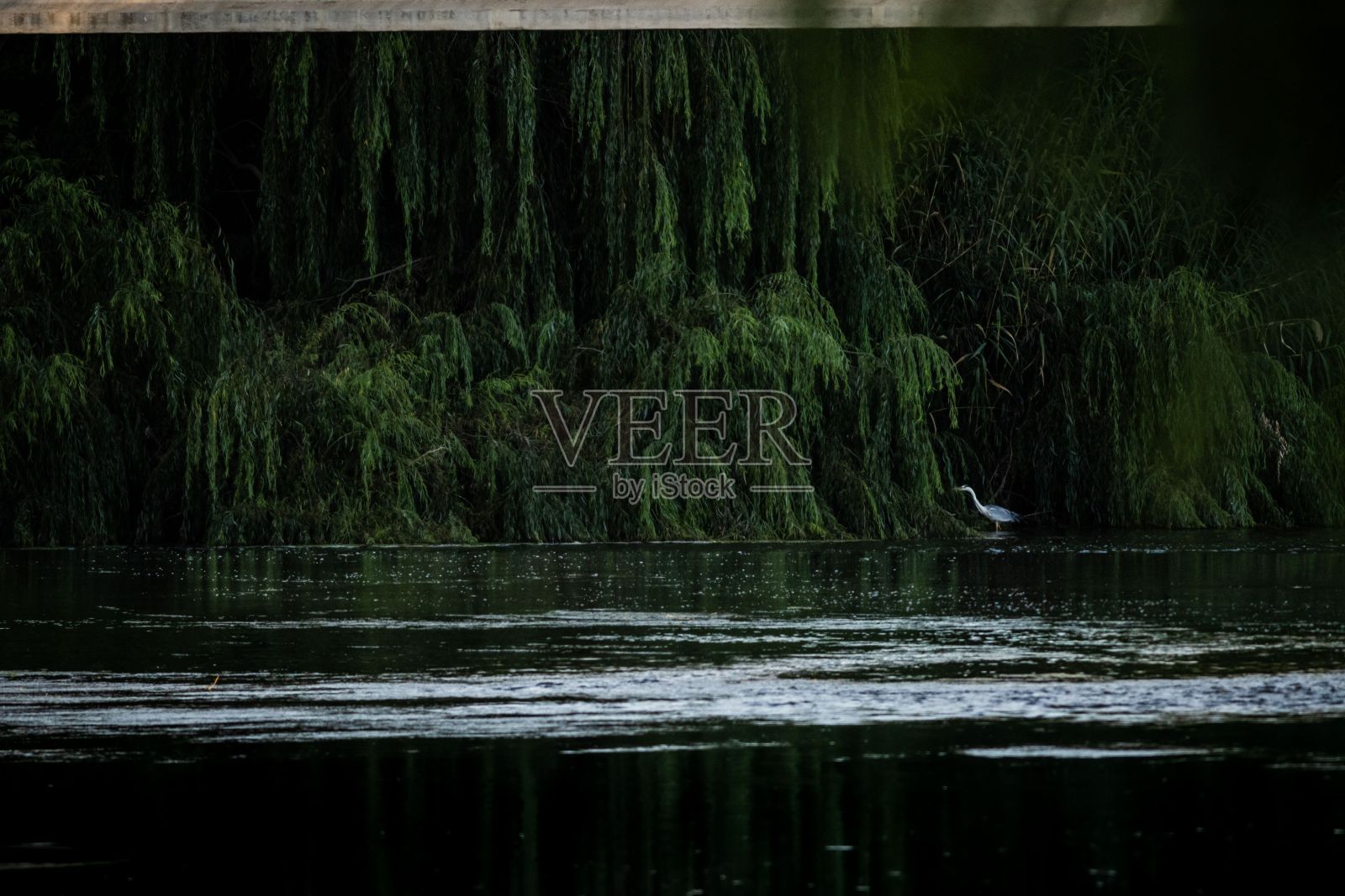 灰鹭(Ardea cinerea)在水中涉水照片摄影图片