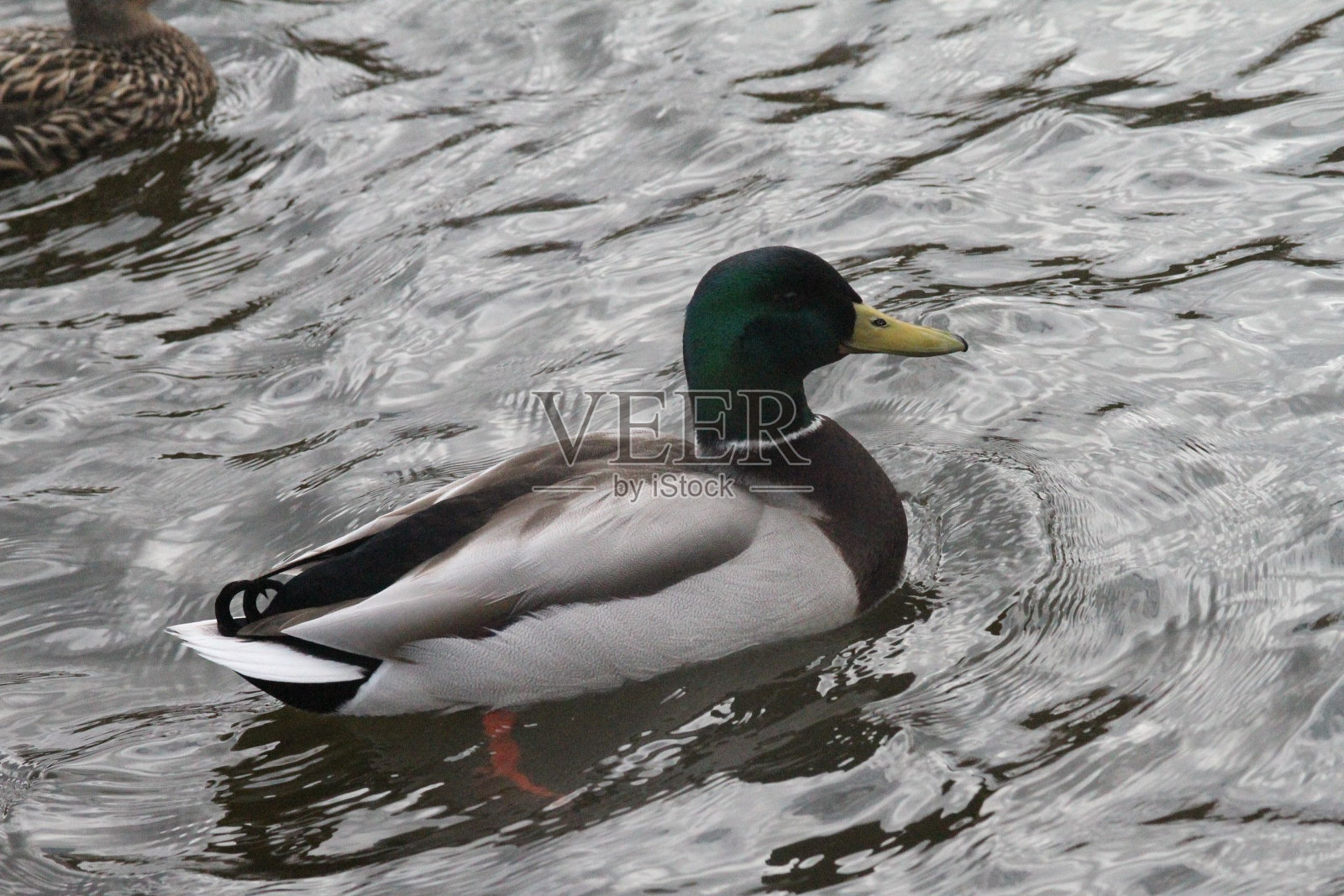 绿头鸭在池塘倒影的水中游泳照片摄影图片