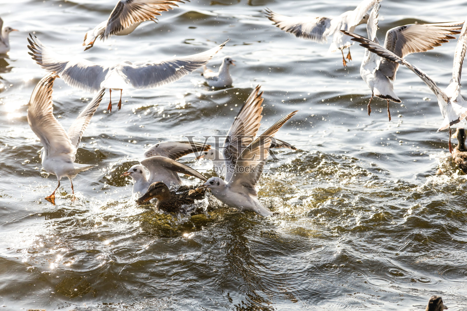 海鸥在水里照片摄影图片