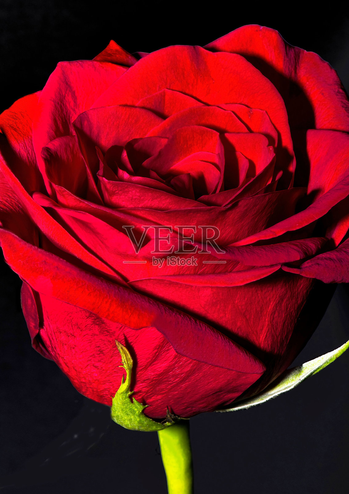 黑色背景上一朵盛开的红玫瑰的垂直特写镜头照片摄影图片