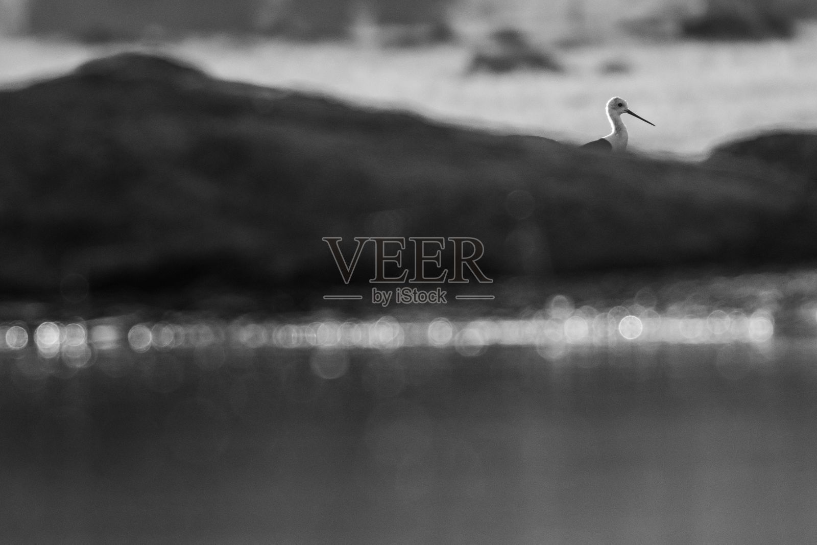 黑翅高脚鹬(himantopus himantopus)的选择性聚焦镜头照片摄影图片