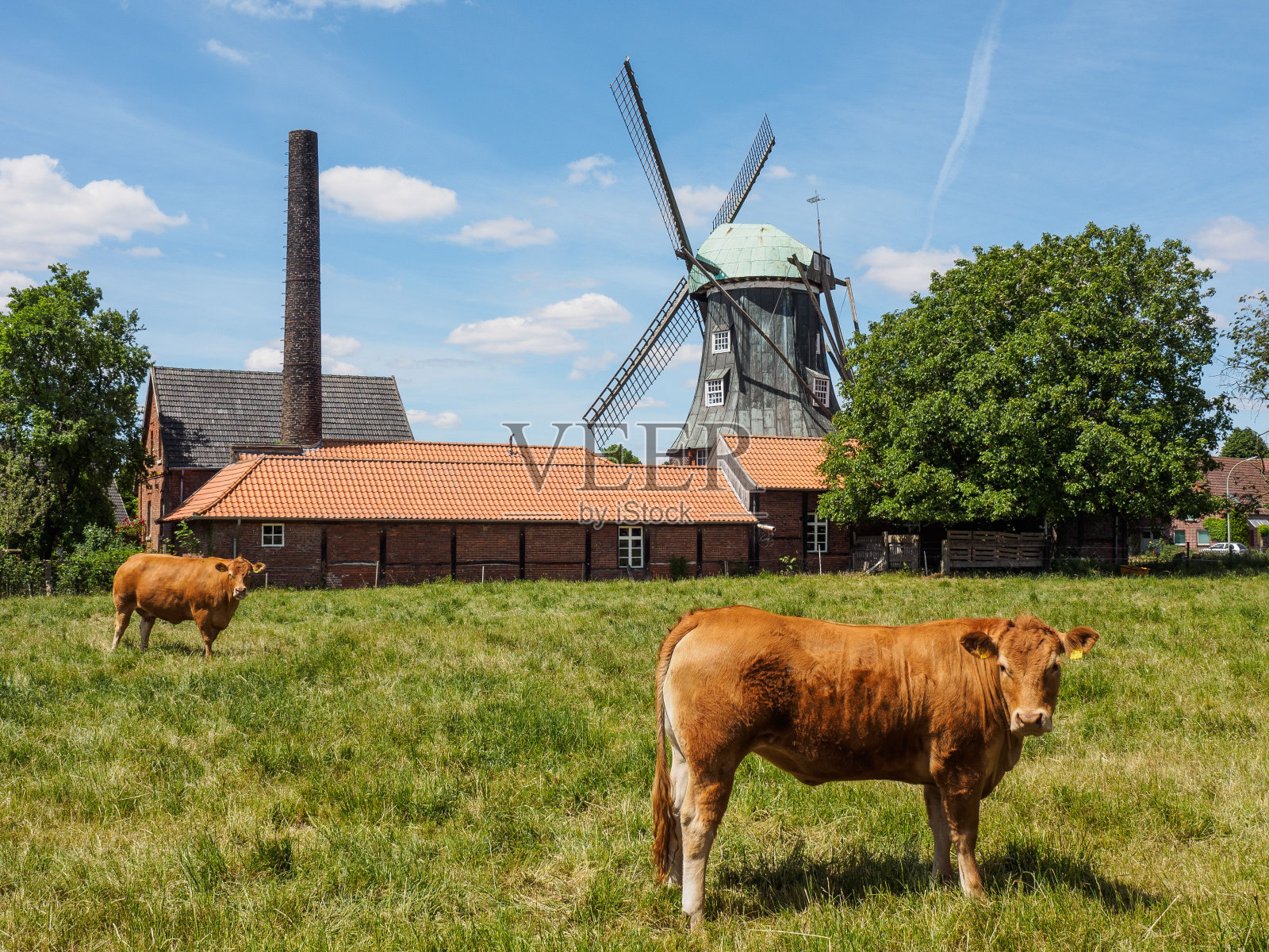 在德国,一对棕色的牛在靠近风车的乡村田地里吃草照片摄影图片