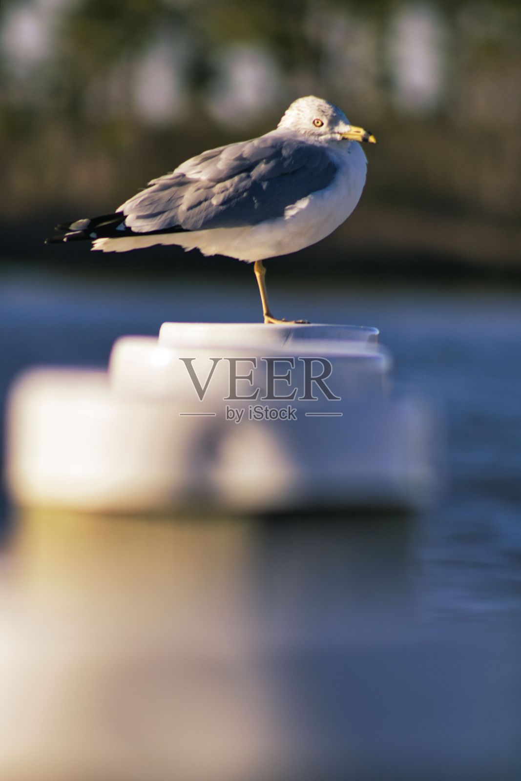 一只海鸥栖息在一根杆子上的垂直镜头照片摄影图片