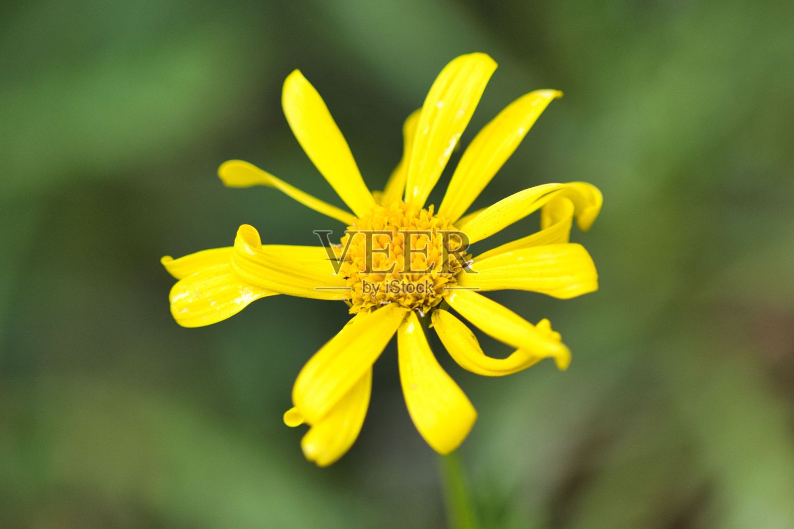 在一个绿色模糊的背景上,近距离拍摄了一株花冠照片摄影图片