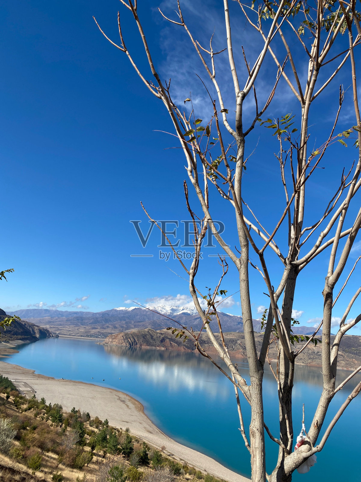 乌兹别克斯坦Charvak湖水库岸边山上一棵光秃秃的树的特写镜头照片摄影图片