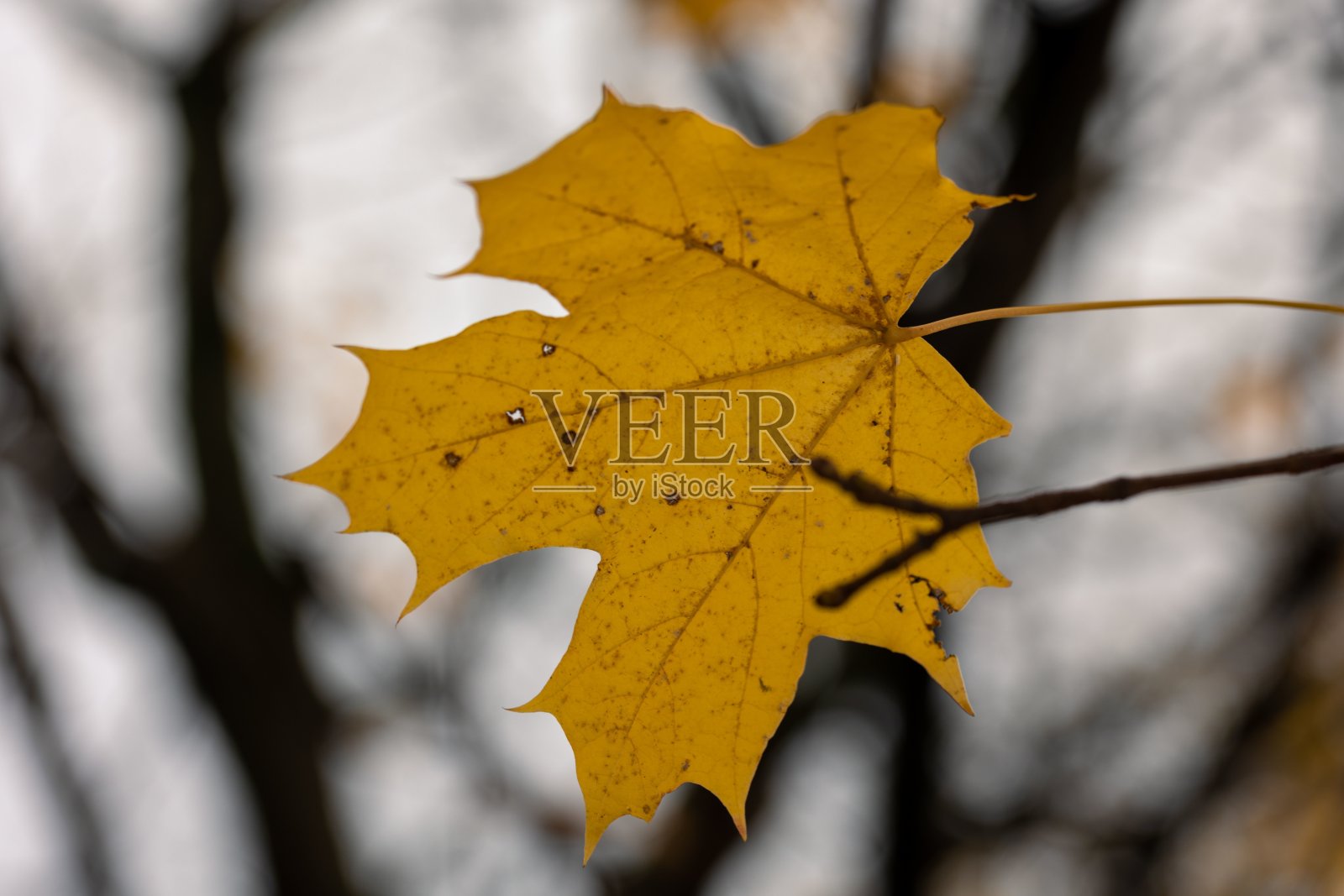 秋天,一张黄色干燥的枫叶的特写照片摄影图片