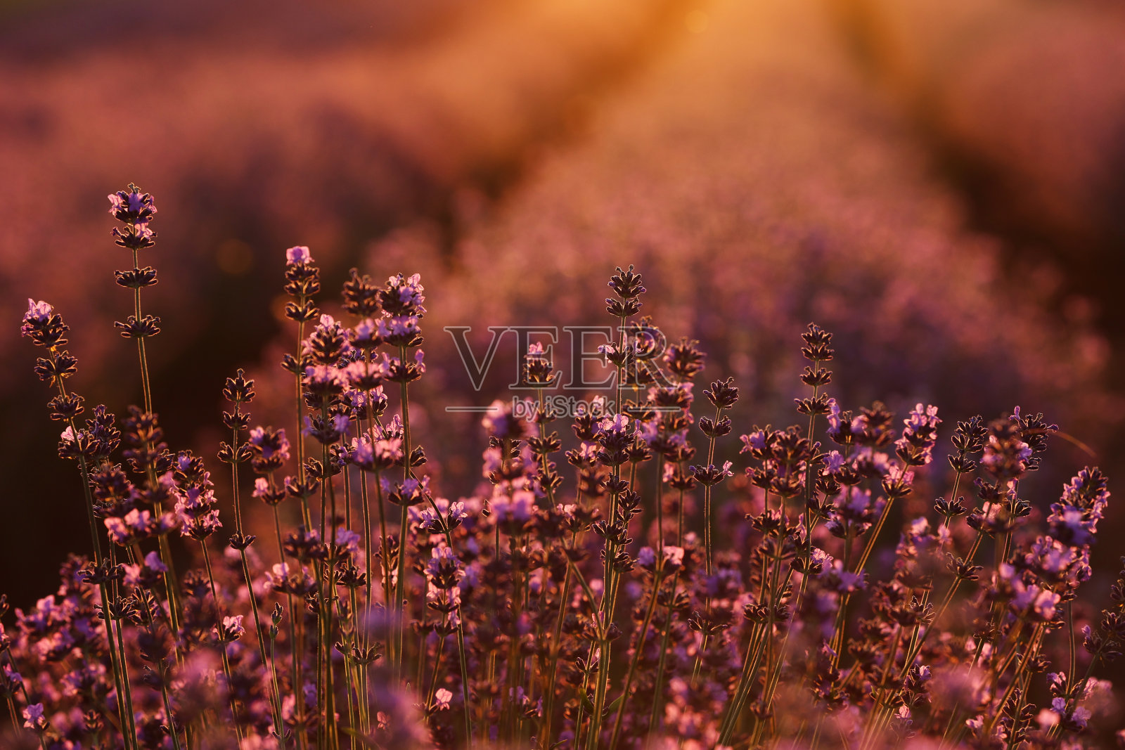 近距离的灌木薰衣草盛开芳香的田野在日落。巴黎附近法国普罗旺斯薰衣草田里的紫色芳香花。照片摄影图片