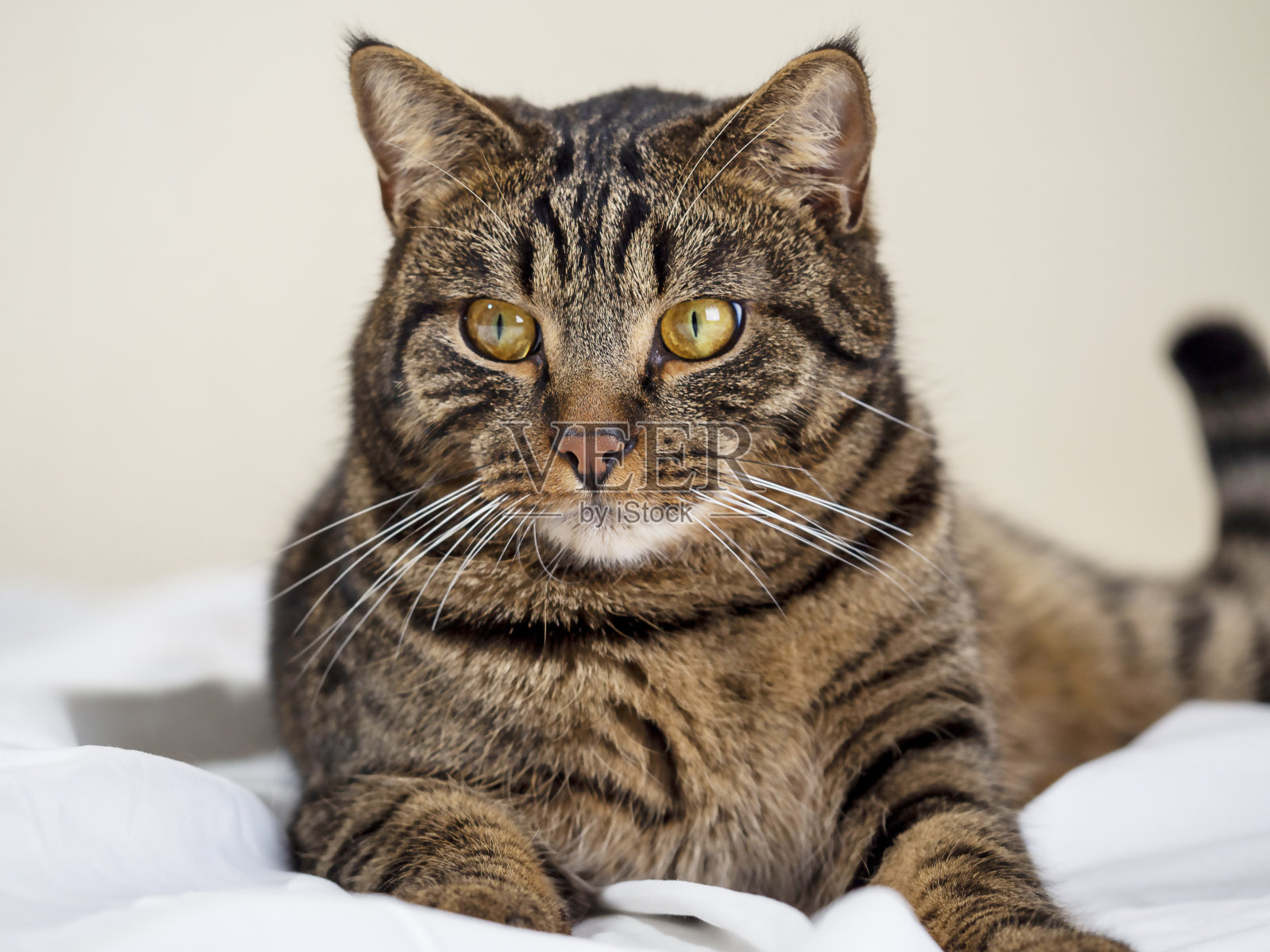 一只黄色眼睛的条纹猫躺在床上的画像。舒适的概念,家庭的温暖。可替代散热器。照片摄影图片