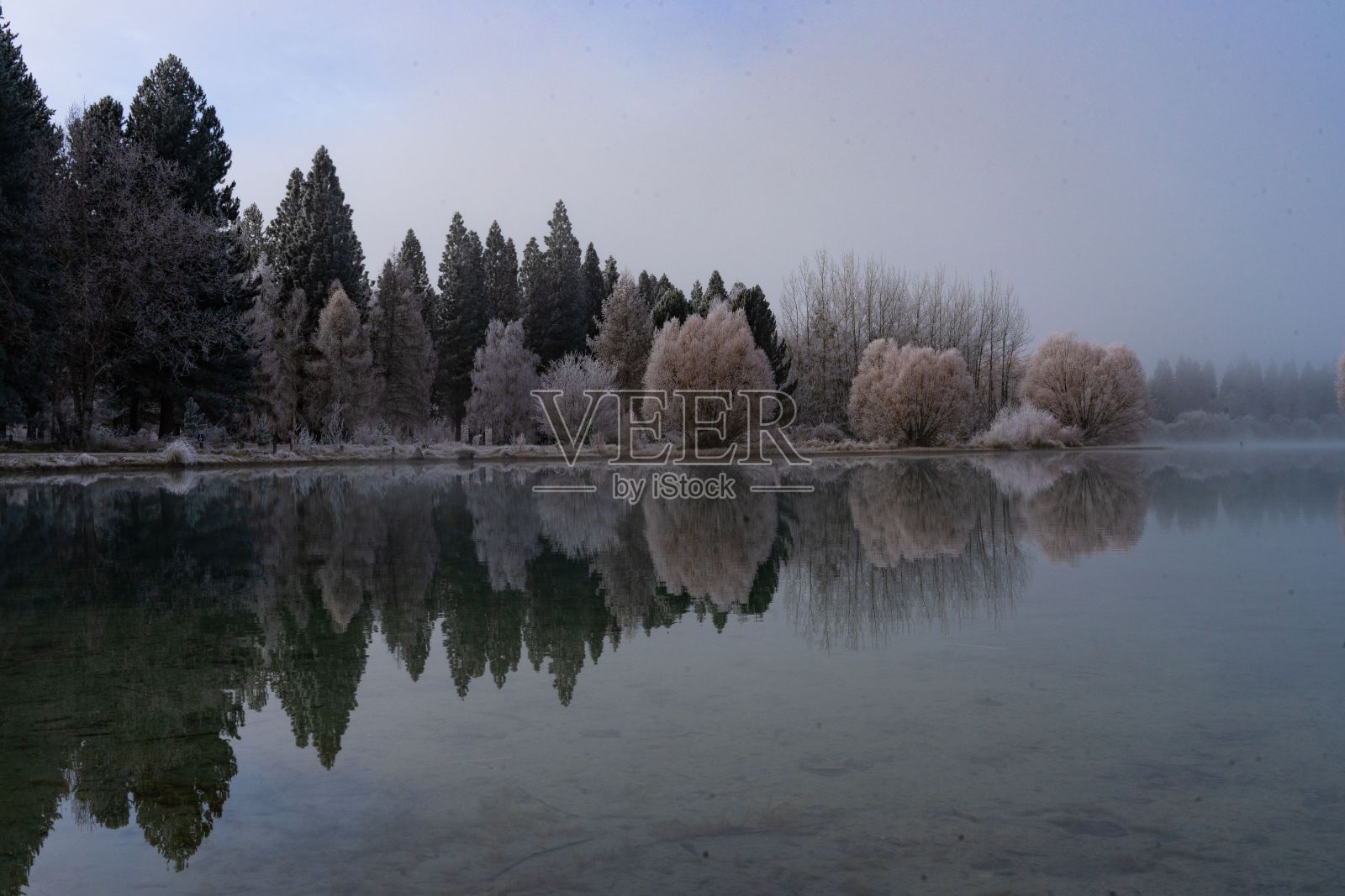 冬日里湖面上被雪覆盖的灌木丛照片摄影图片
