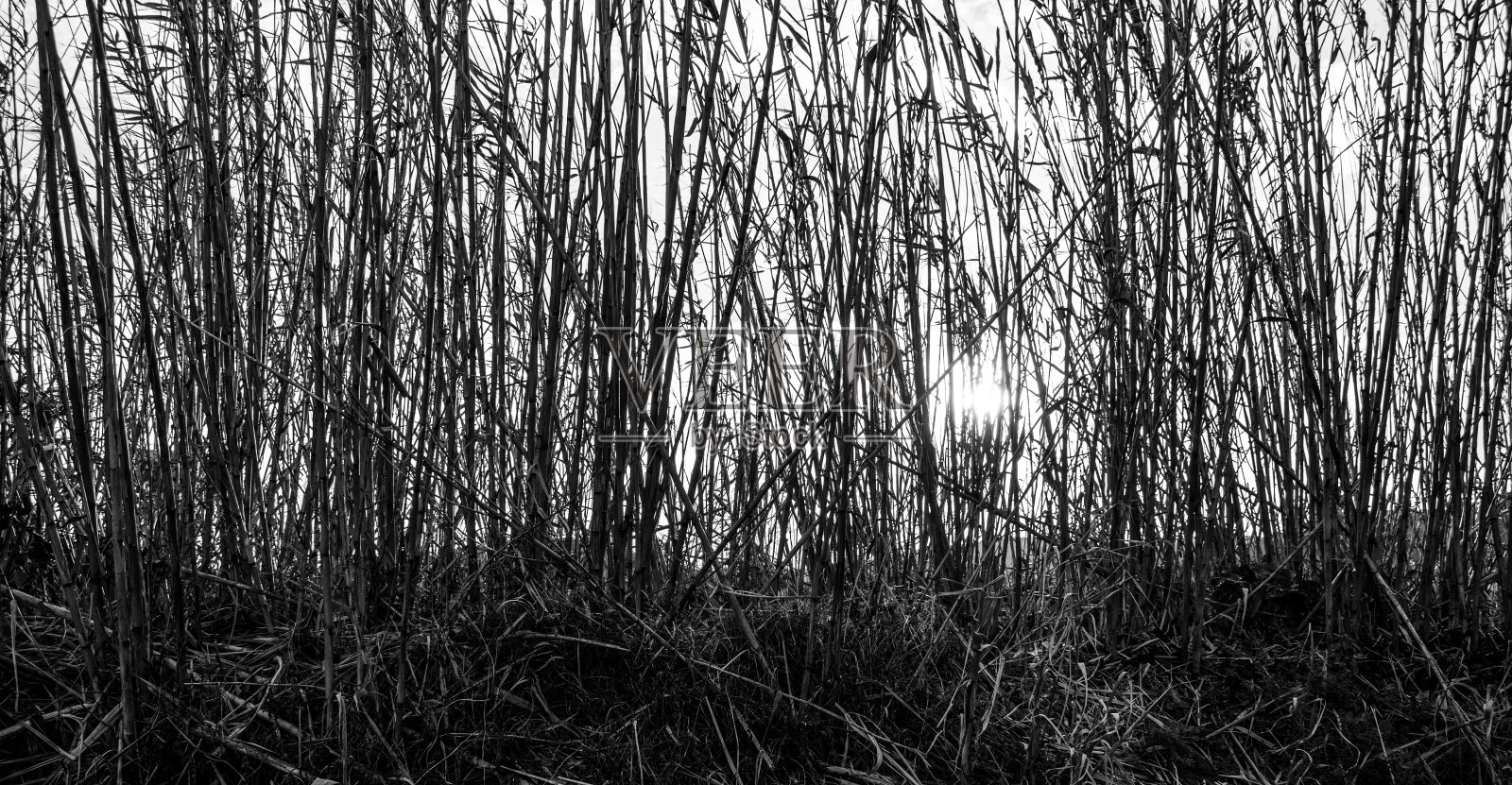 植物的高枝的全景灰度照片照片摄影图片