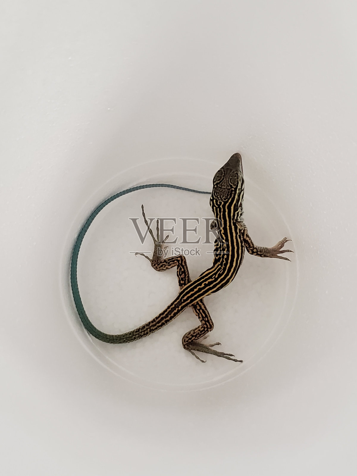 在杯子里打水漂照片摄影图片